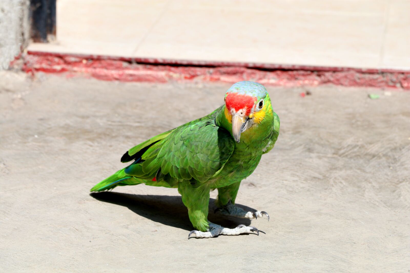 Canon EOS 80D sample photo. Birds, animalia, wild life photography