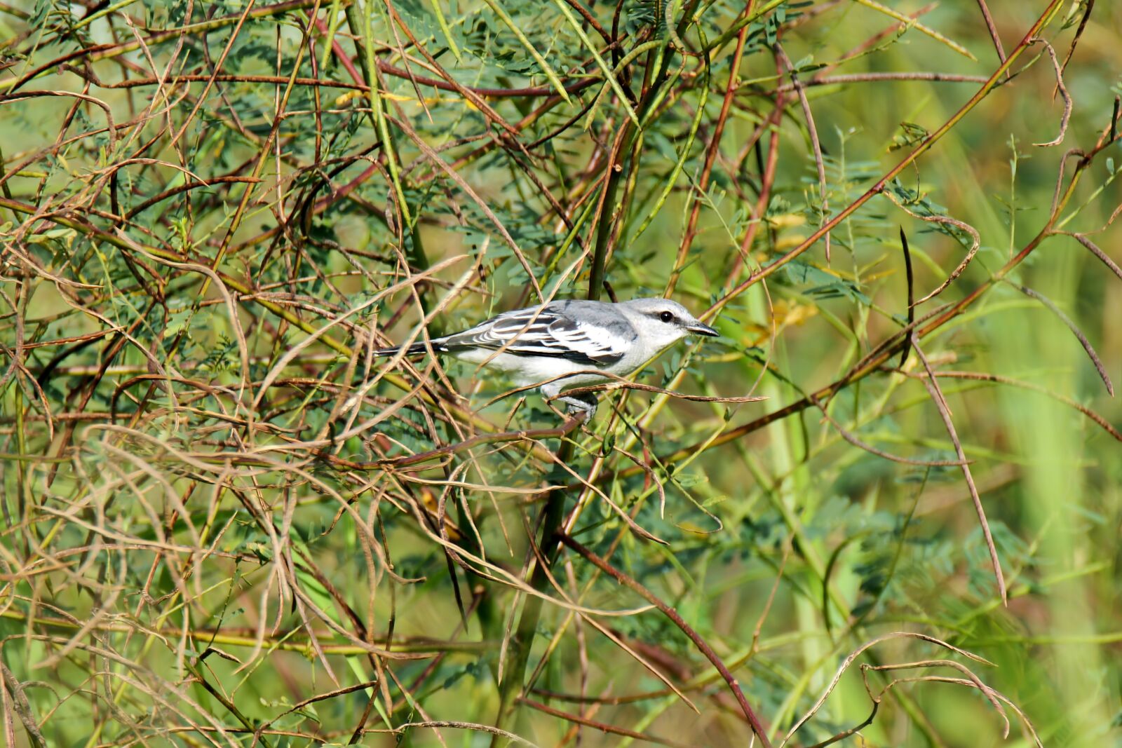Olympus OM-D E-M1 sample photo. Bird, animal, small photography