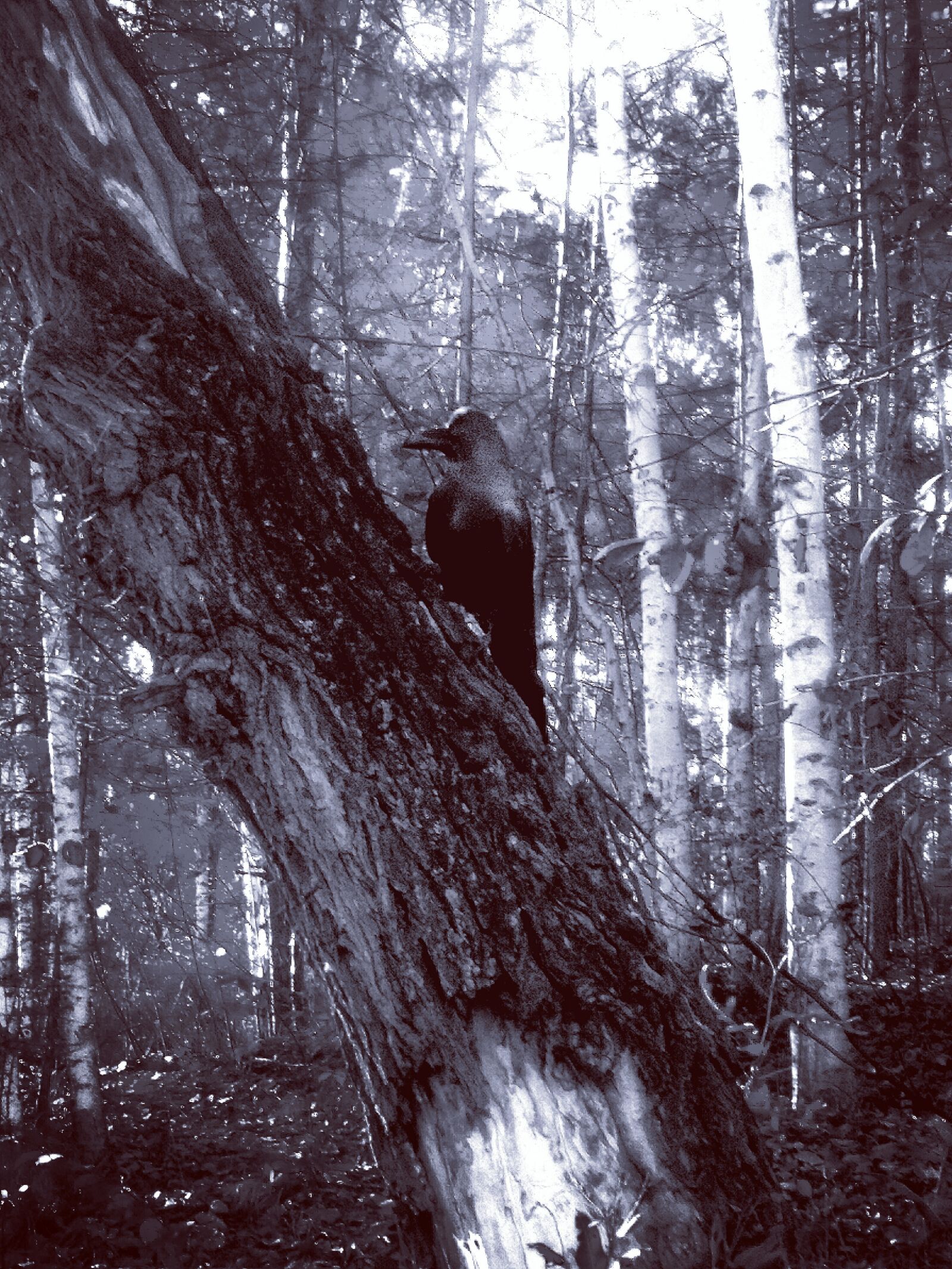 HUAWEI KIW-L21 sample photo. Raven, birds, nature photography