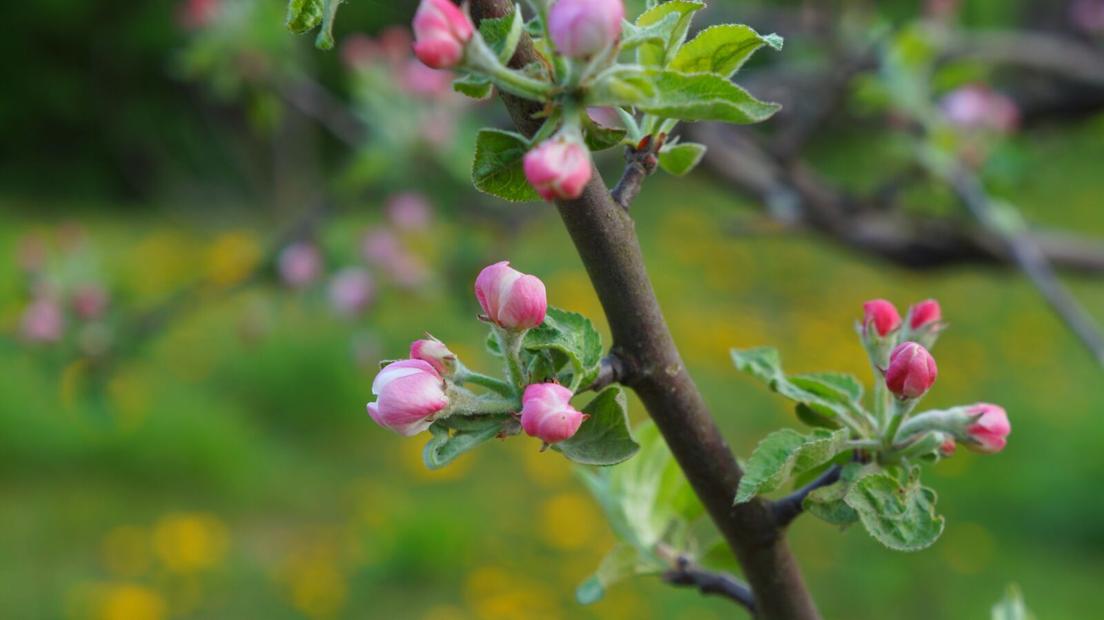 Sony Alpha a3000 + Sony E 18-55mm F3.5-5.6 OSS sample photo. Nature, plants, tree photography
