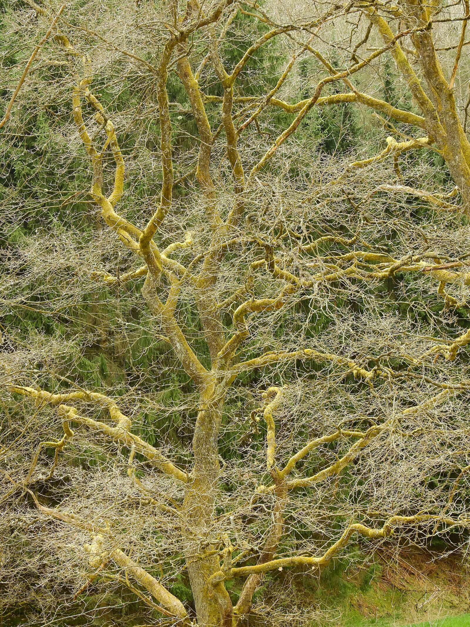 Nikon Coolpix P900 sample photo. Tree, nature, deco photography
