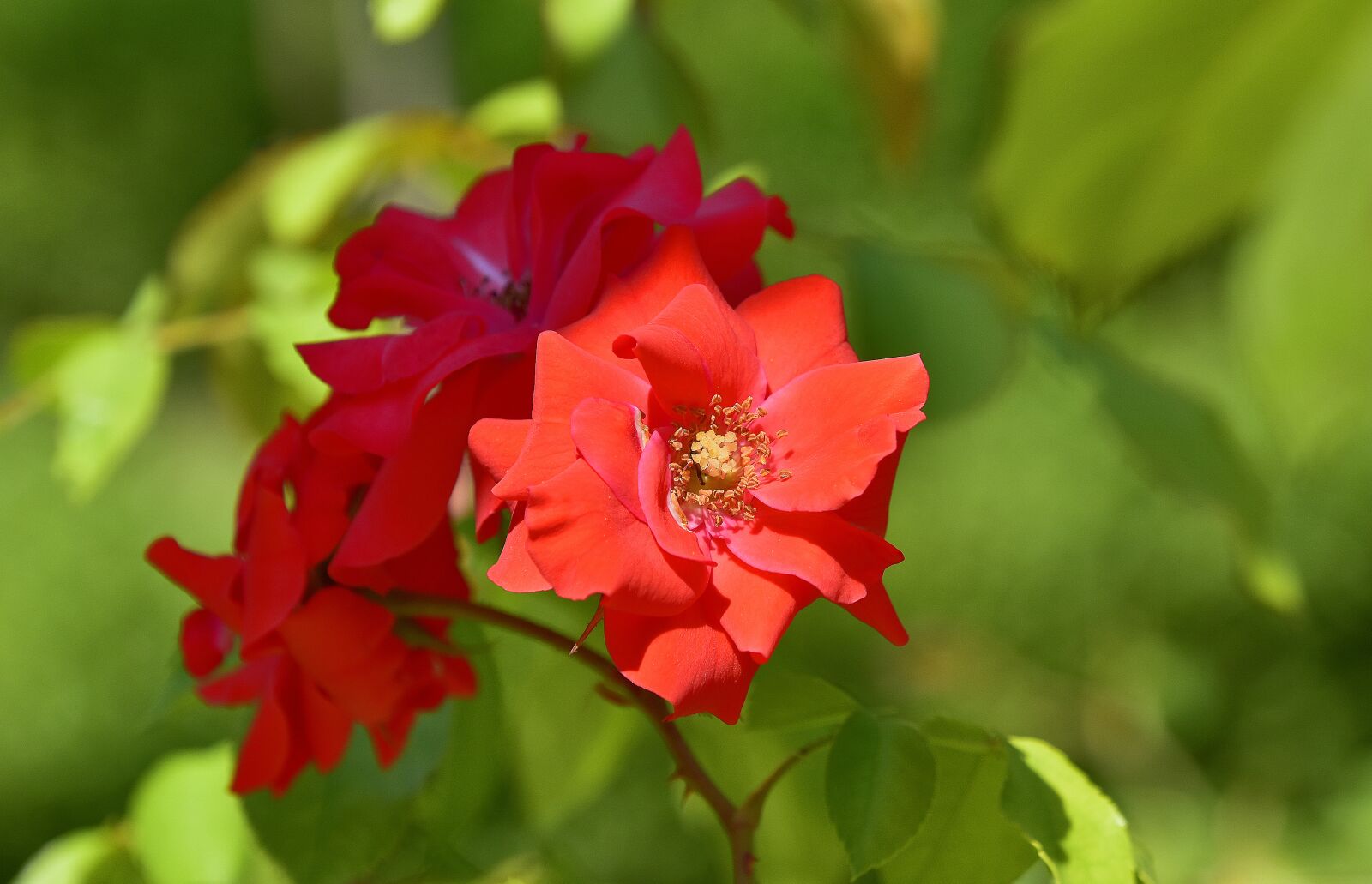 Nikon D7200 sample photo. Flowers, garden, plant photography