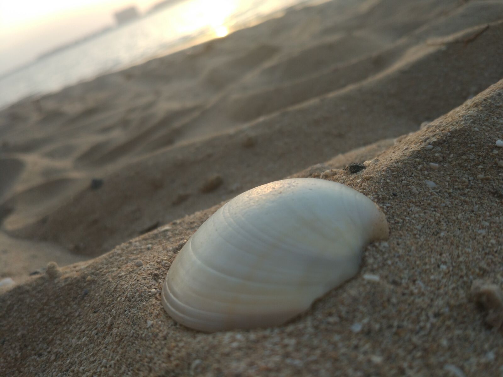 Xiaomi MI 5 sample photo. Seashell, sand, sea photography