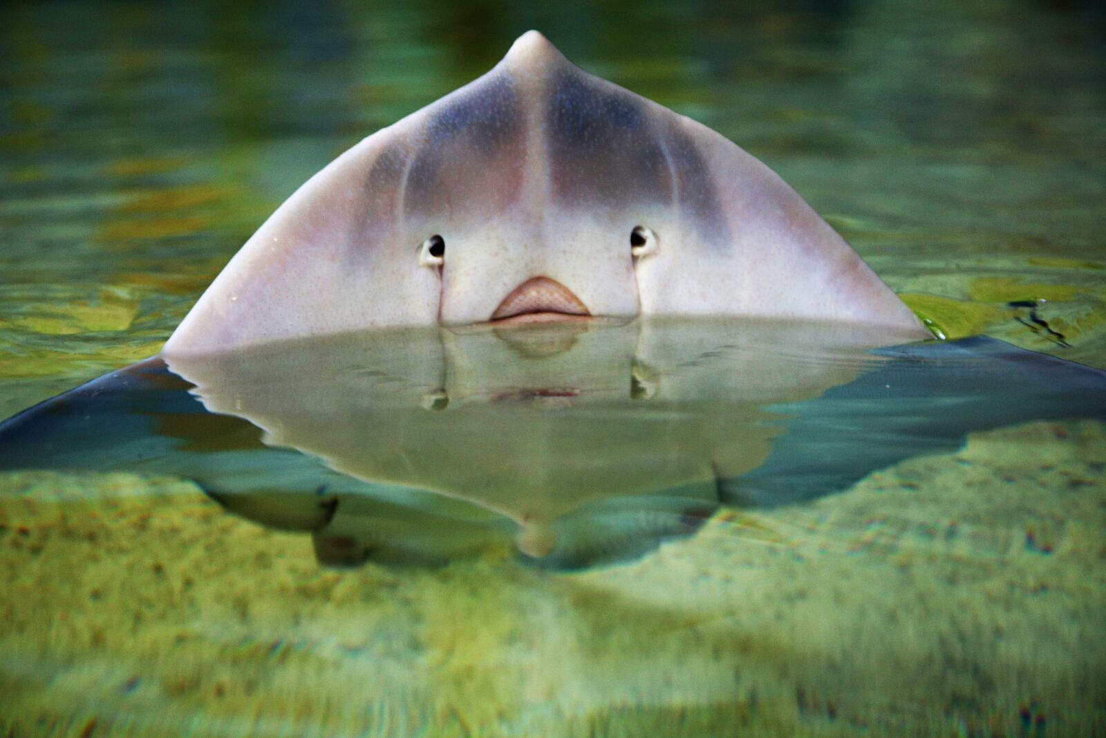 Canon EOS 760D (EOS Rebel T6s / EOS 8000D) sample photo. Stingray, fish, ocean photography