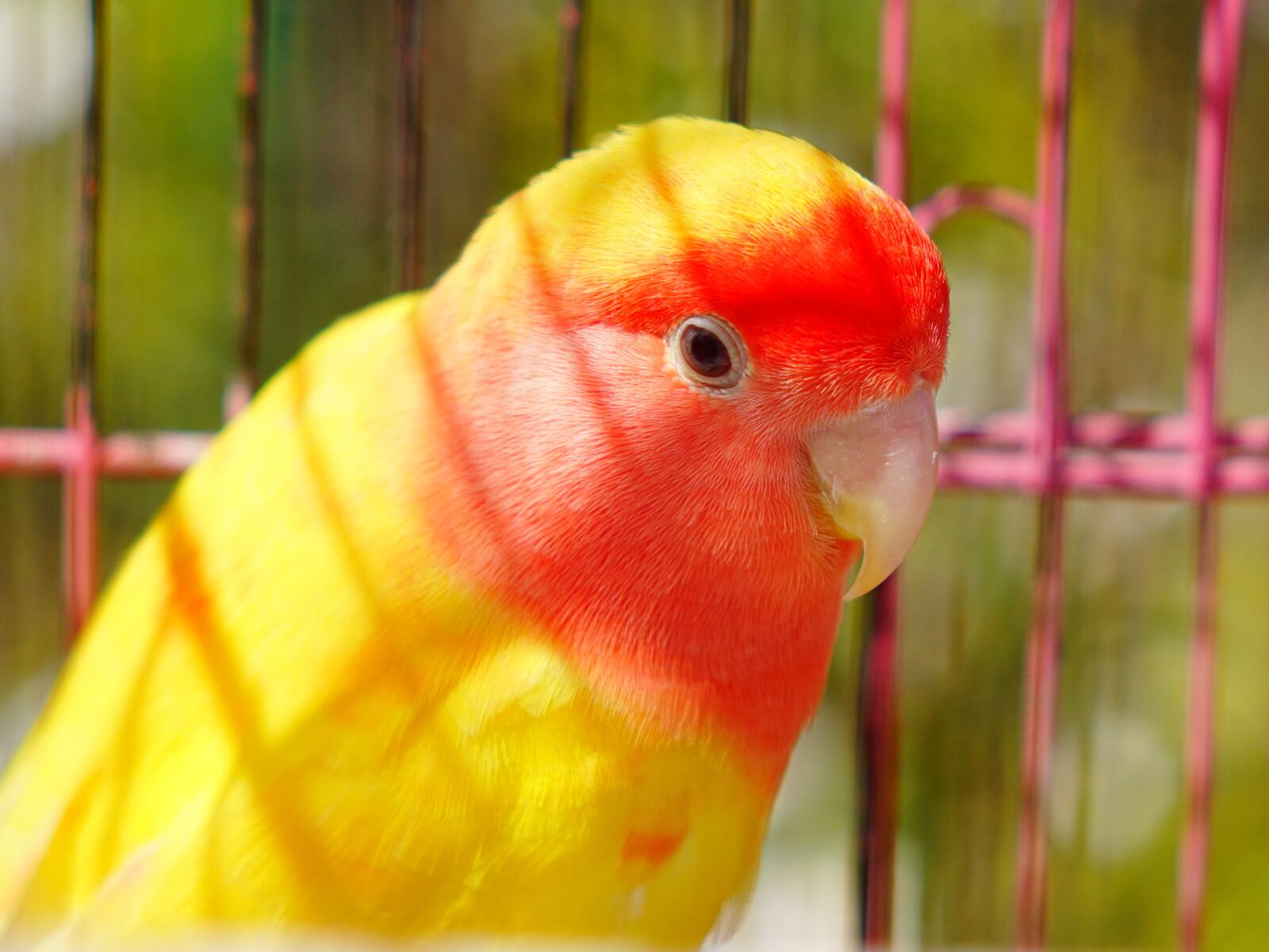 Sony Cyber-shot DSC-RX10 II sample photo. Parrot, animal, bird photography
