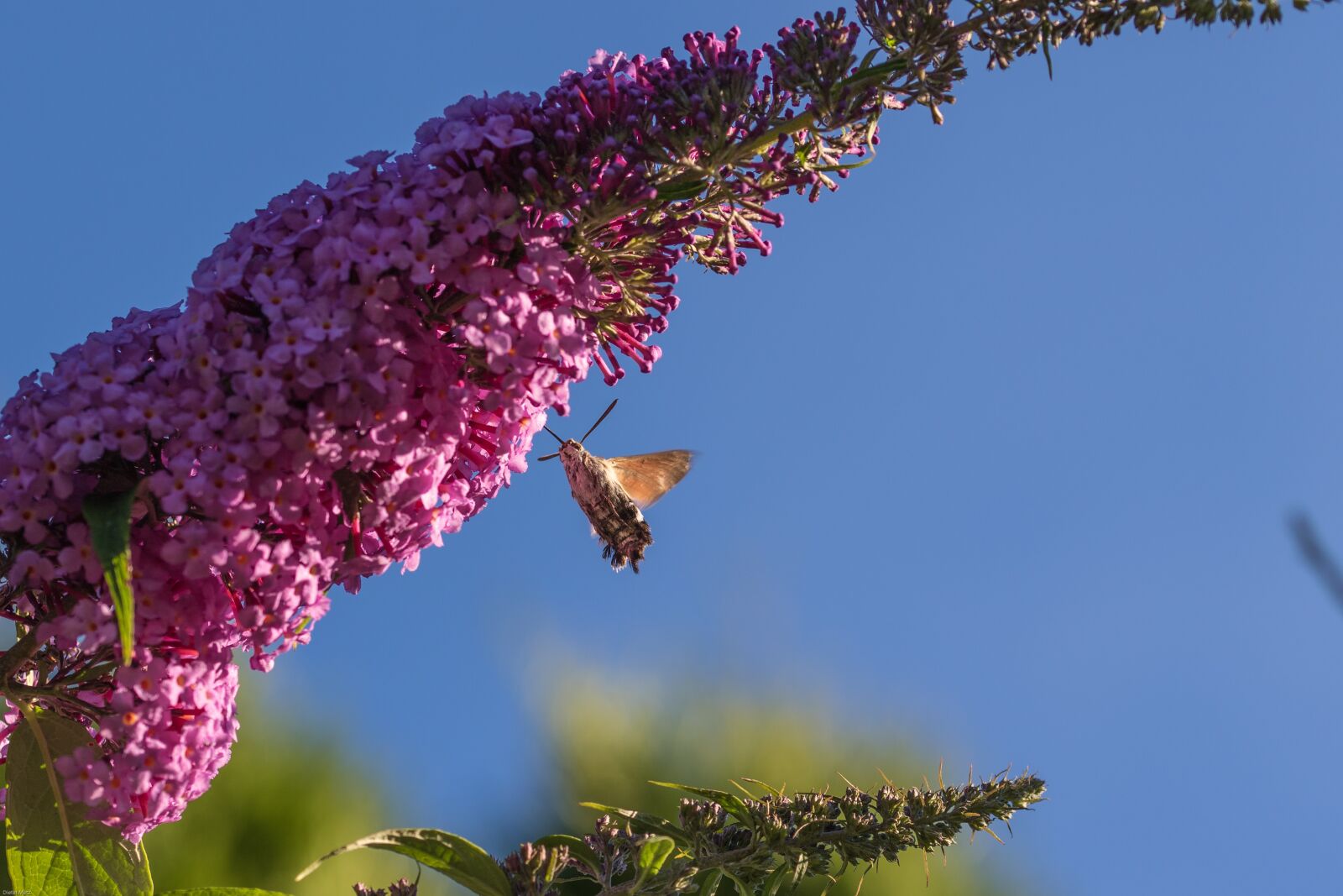Canon EOS 7D Mark II sample photo. Hummingbird hawk moth, insect photography
