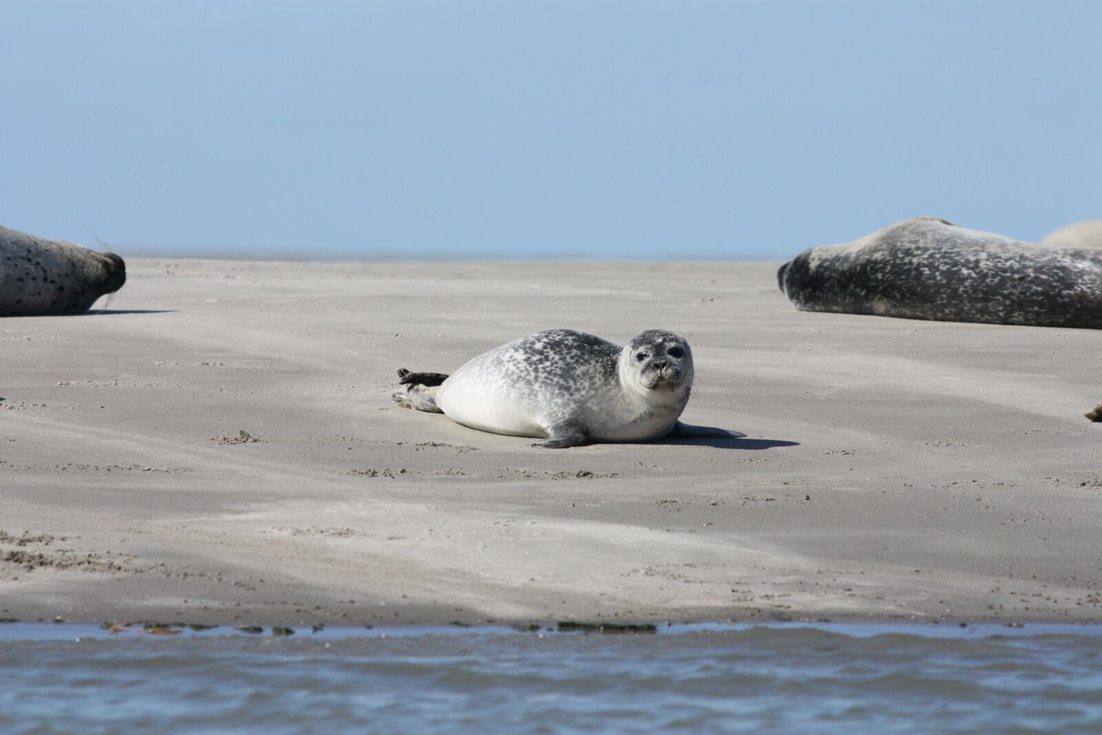 Canon EOS 450D (EOS Rebel XSi / EOS Kiss X2) sample photo. The common seal, phoque photography