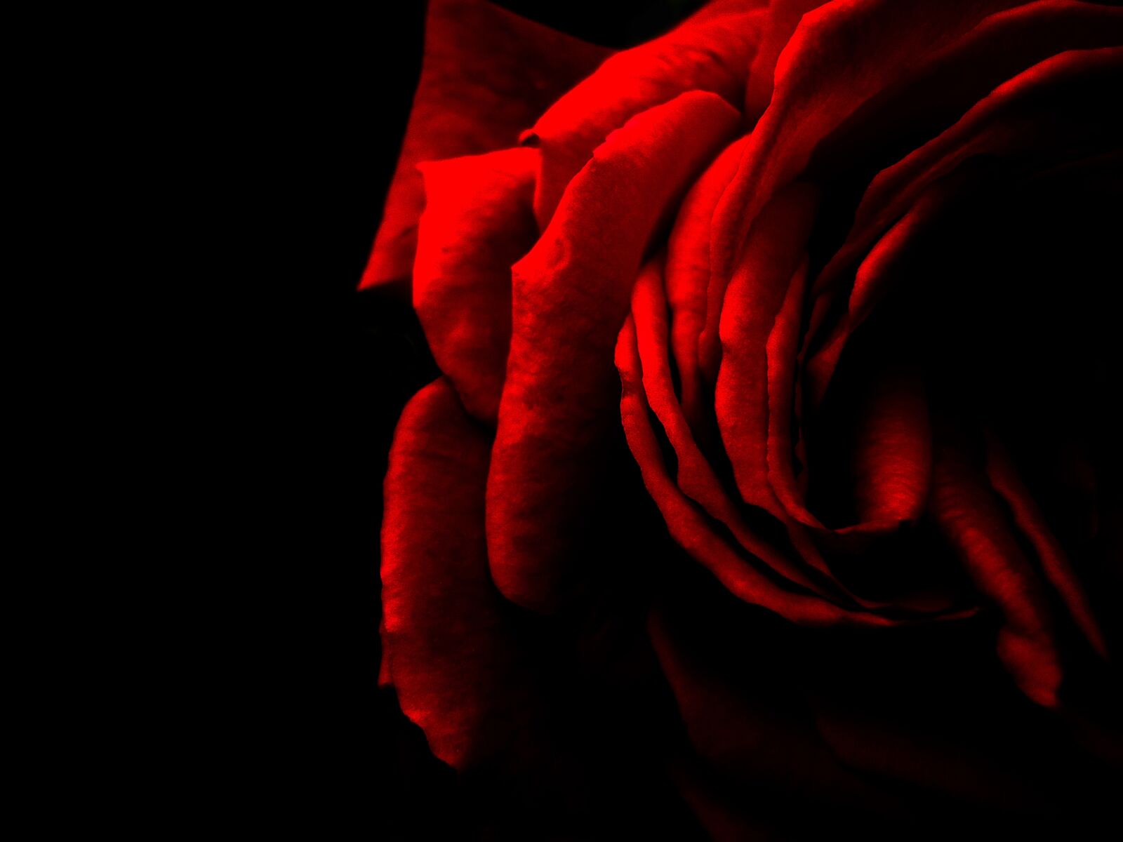 Sony Cyber-shot DSC-W530 sample photo. Rose, red, red rose photography