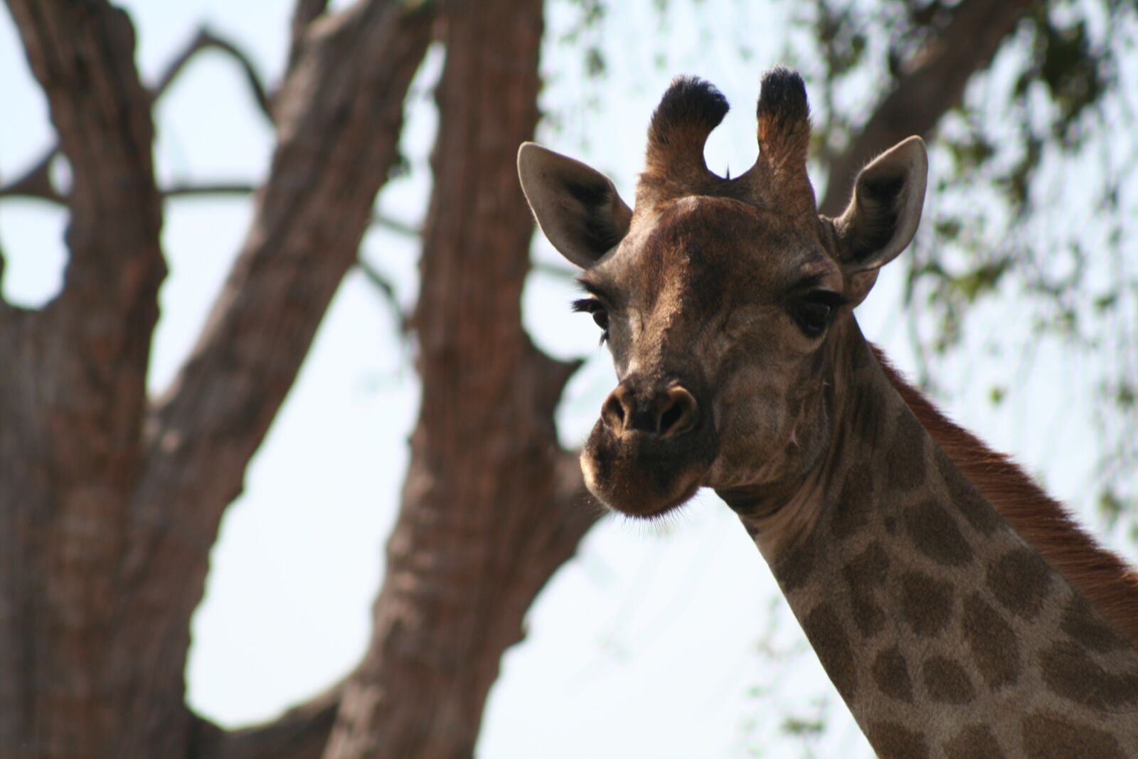 Canon EOS 350D (EOS Digital Rebel XT / EOS Kiss Digital N) sample photo. Mammal, nature, wildlife photography