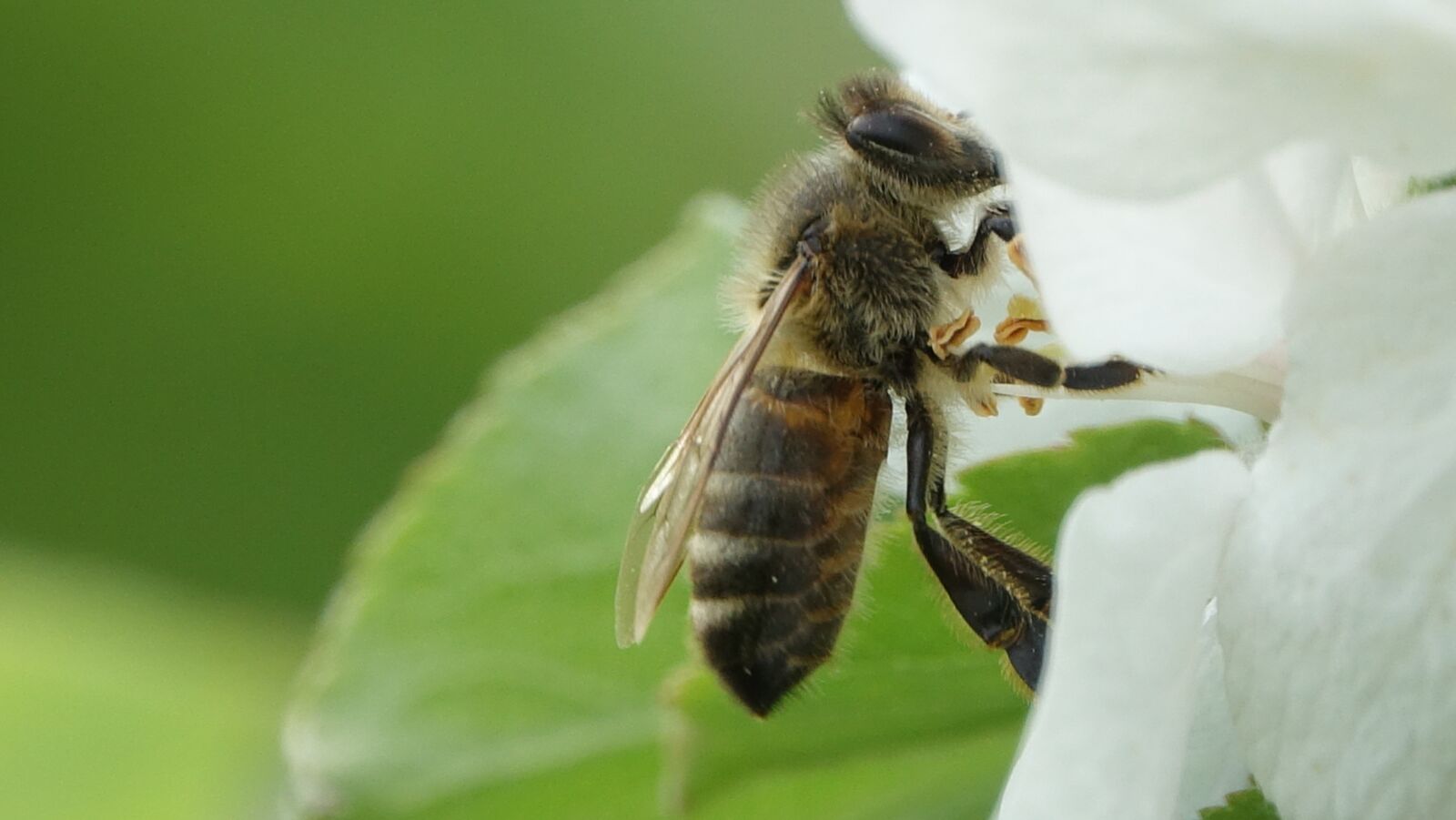 Sony Cyber-shot DSC-RX10 III sample photo. Nature, bee, no person photography