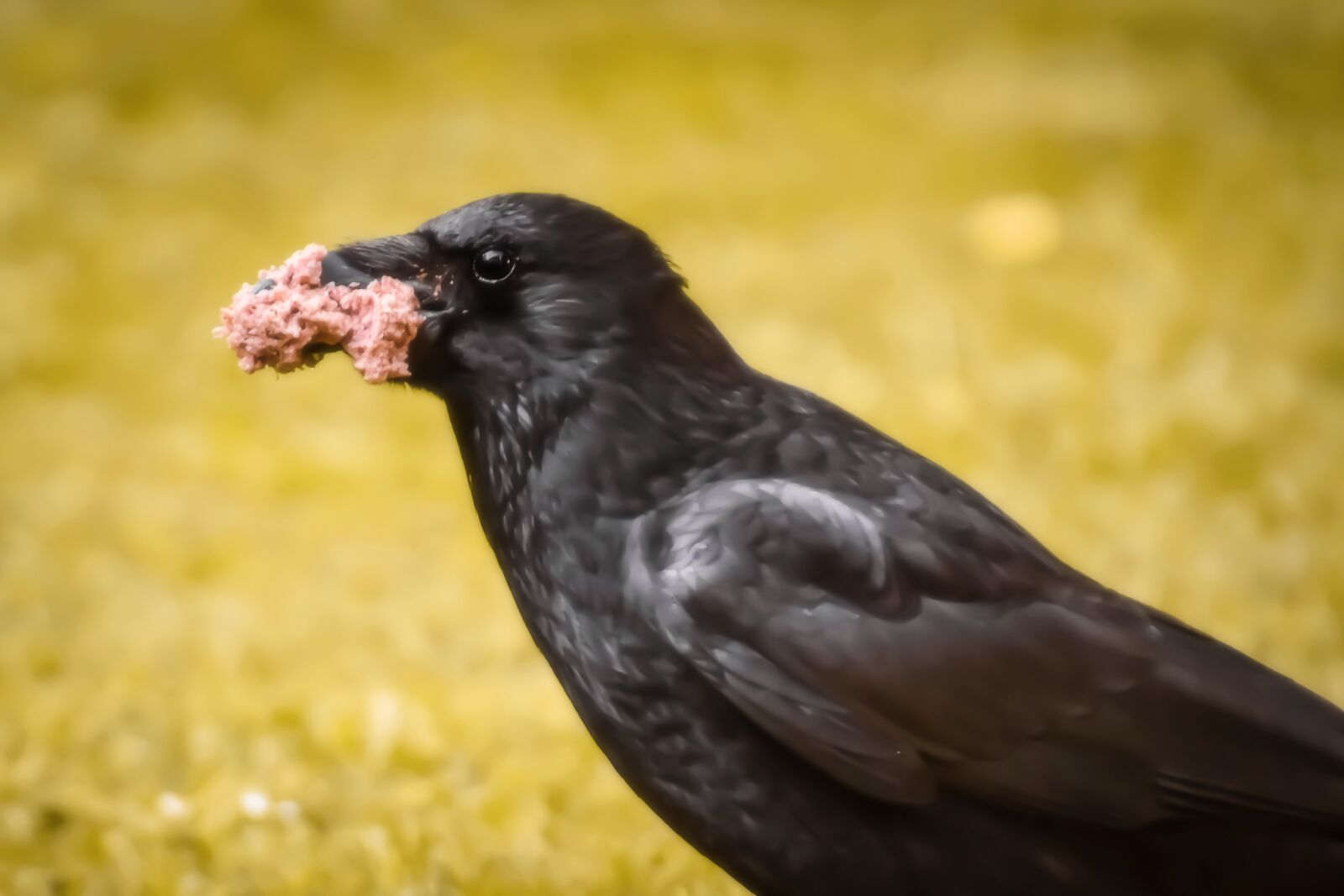 Nikon D7200 sample photo. Raven bird, crows bird photography