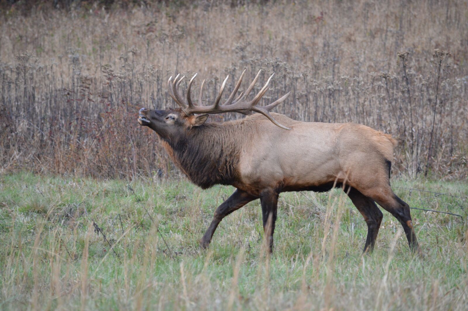 Nikon D3200 sample photo. Elk, nc, majestic photography