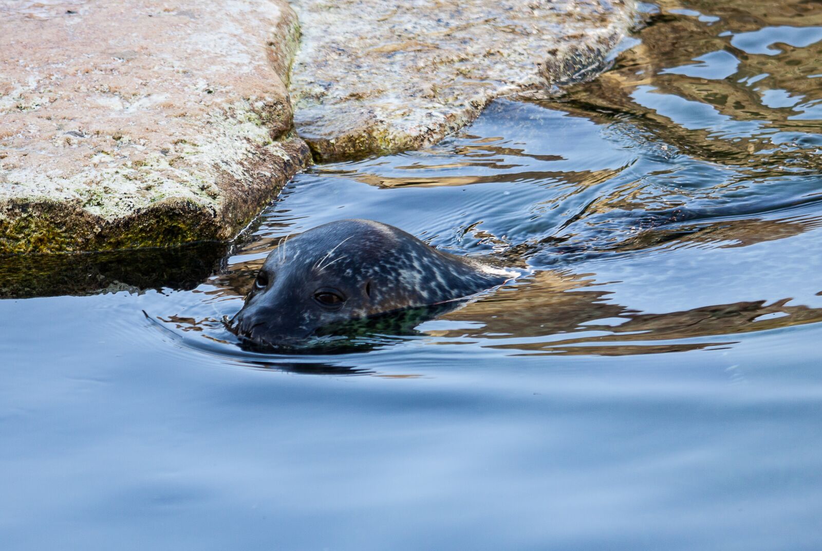 Canon EOS 50D sample photo. Sea lion, animal, mammal photography