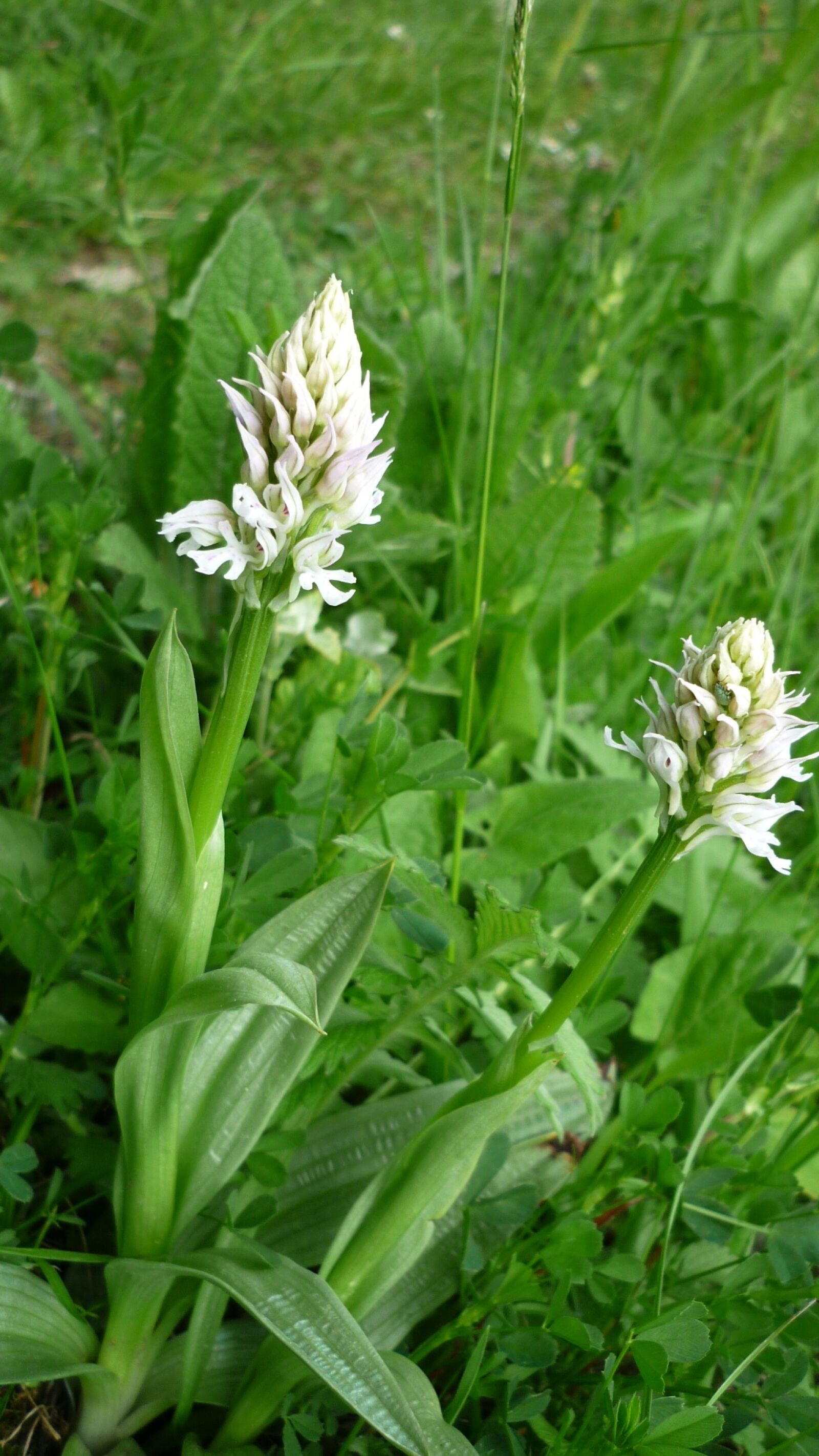 Panasonic Lumix DMC-FS6 sample photo. Orchis tridentata, albino, white-flowered photography