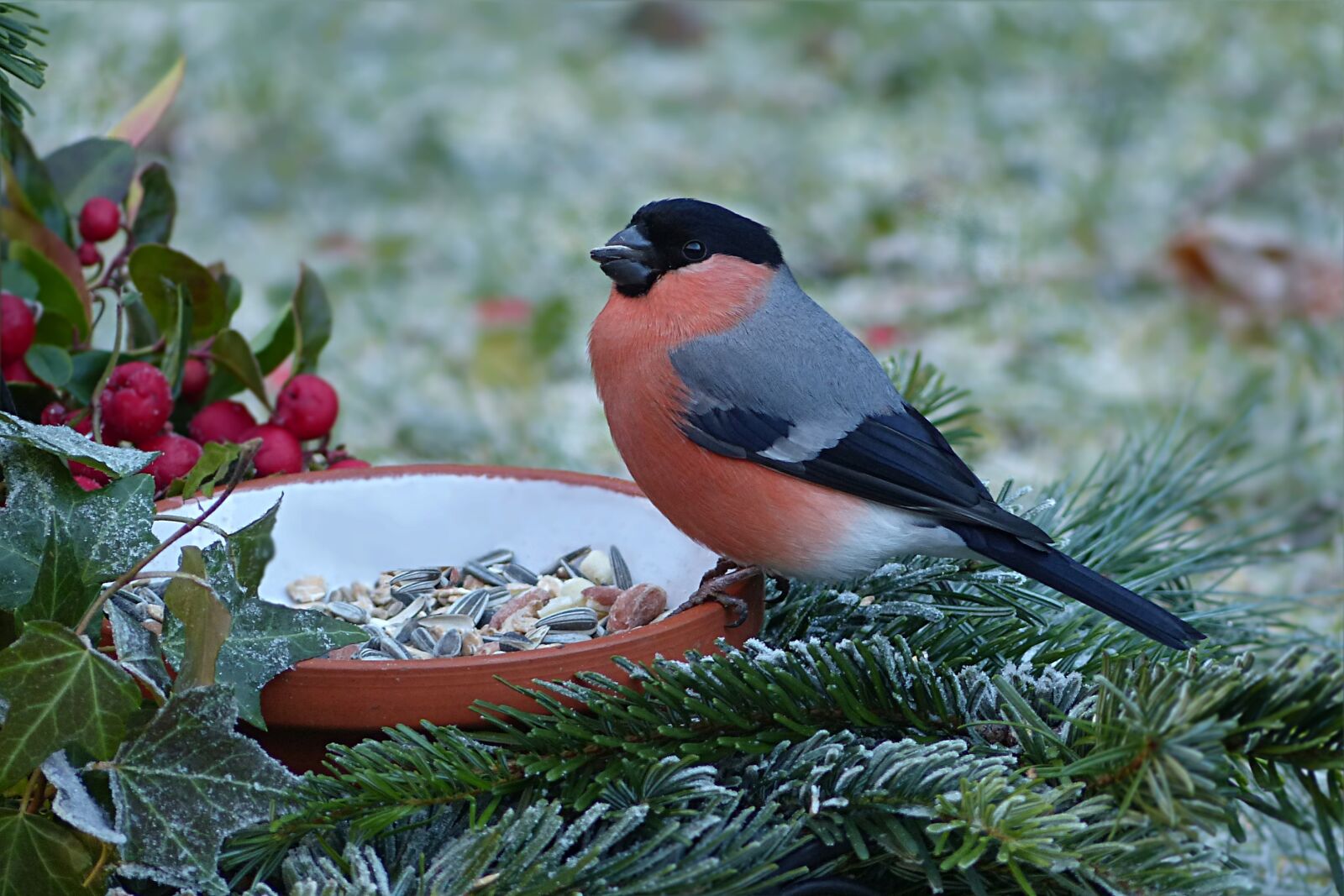 Panasonic Lumix DMC-FZ200 sample photo. Nature, animal, bird photography