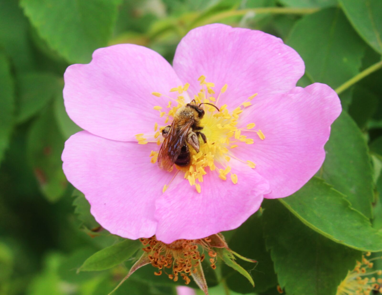 Canon EOS 700D (EOS Rebel T5i / EOS Kiss X7i) sample photo. Bumblebee, insects, bees photography