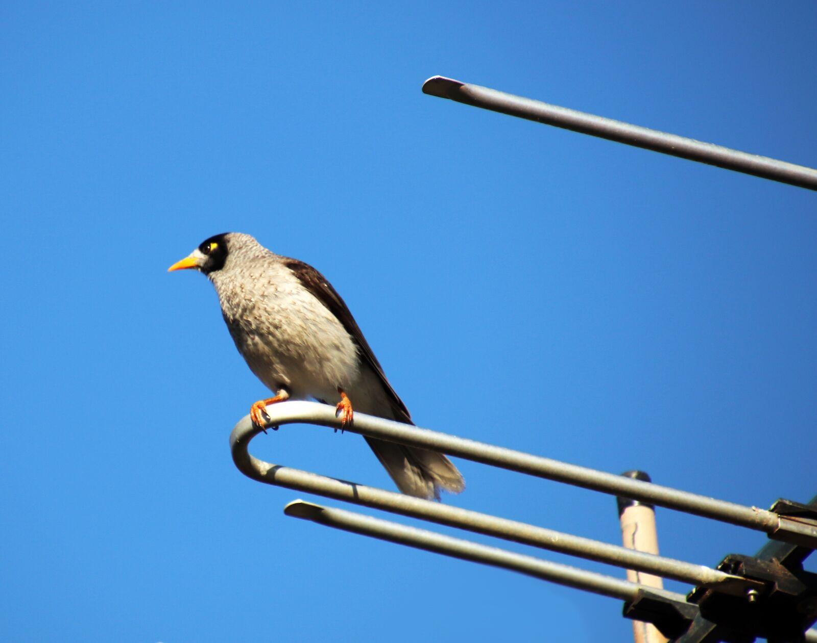 Canon EOS 800D (EOS Rebel T7i / EOS Kiss X9i) sample photo. Bird, noisy miner, australian photography