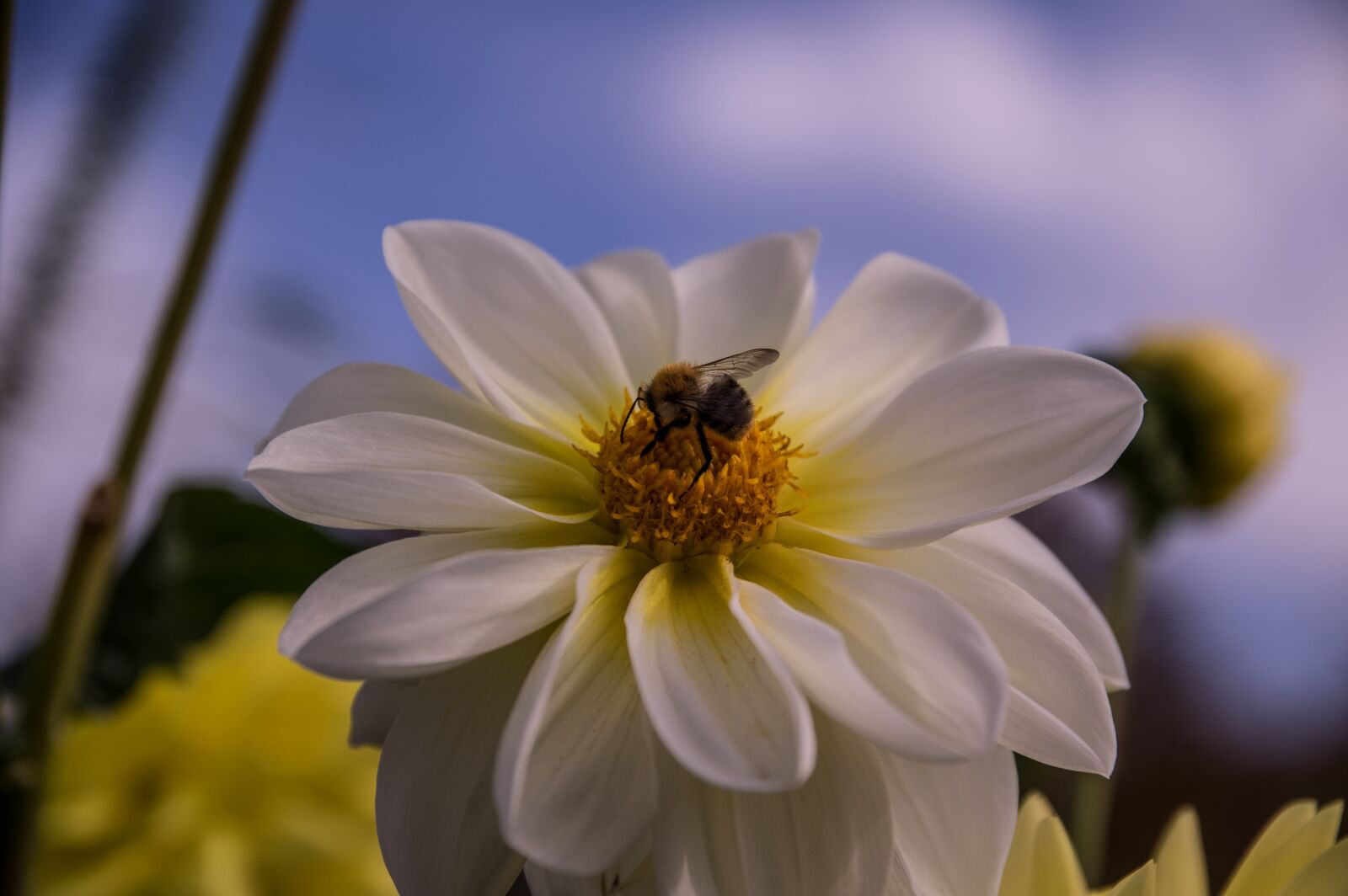 Pentax K-3 sample photo. Blossom, bloom, dahlia photography