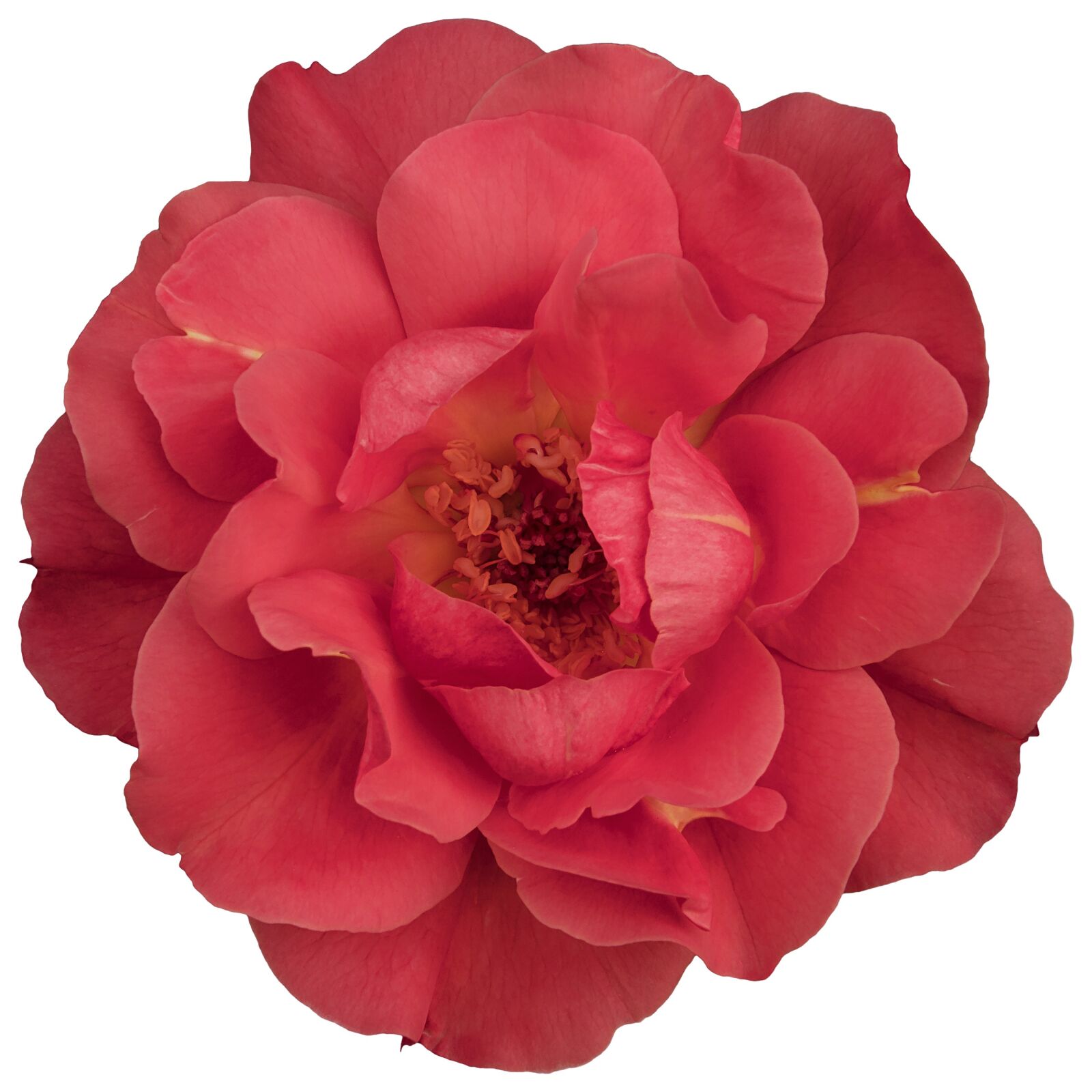 Nikon D5300 sample photo. Flower, pink, pink flowers photography