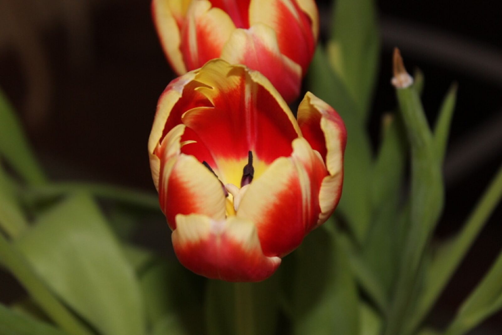 Canon EOS 600D (Rebel EOS T3i / EOS Kiss X5) sample photo. Tulip, spring, flower photography