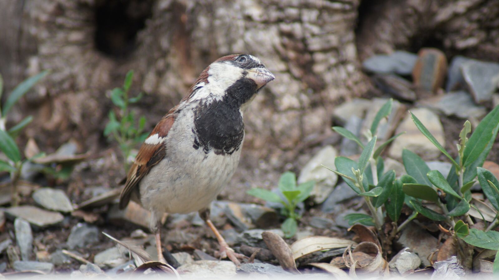 Sony SLT-A55 (SLT-A55V) sample photo. Sparrow, nature, bird photography
