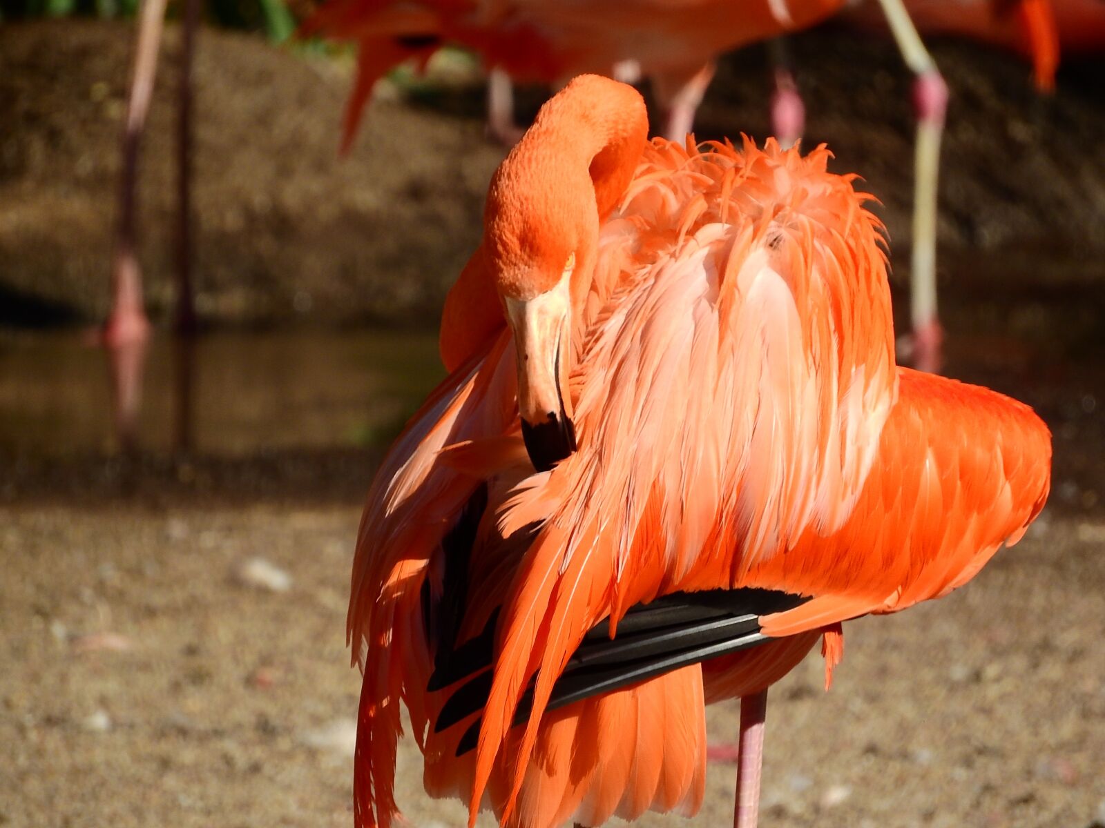 Nikon Coolpix P610 sample photo. Flamingo cuban, phoenicopterus ruber photography