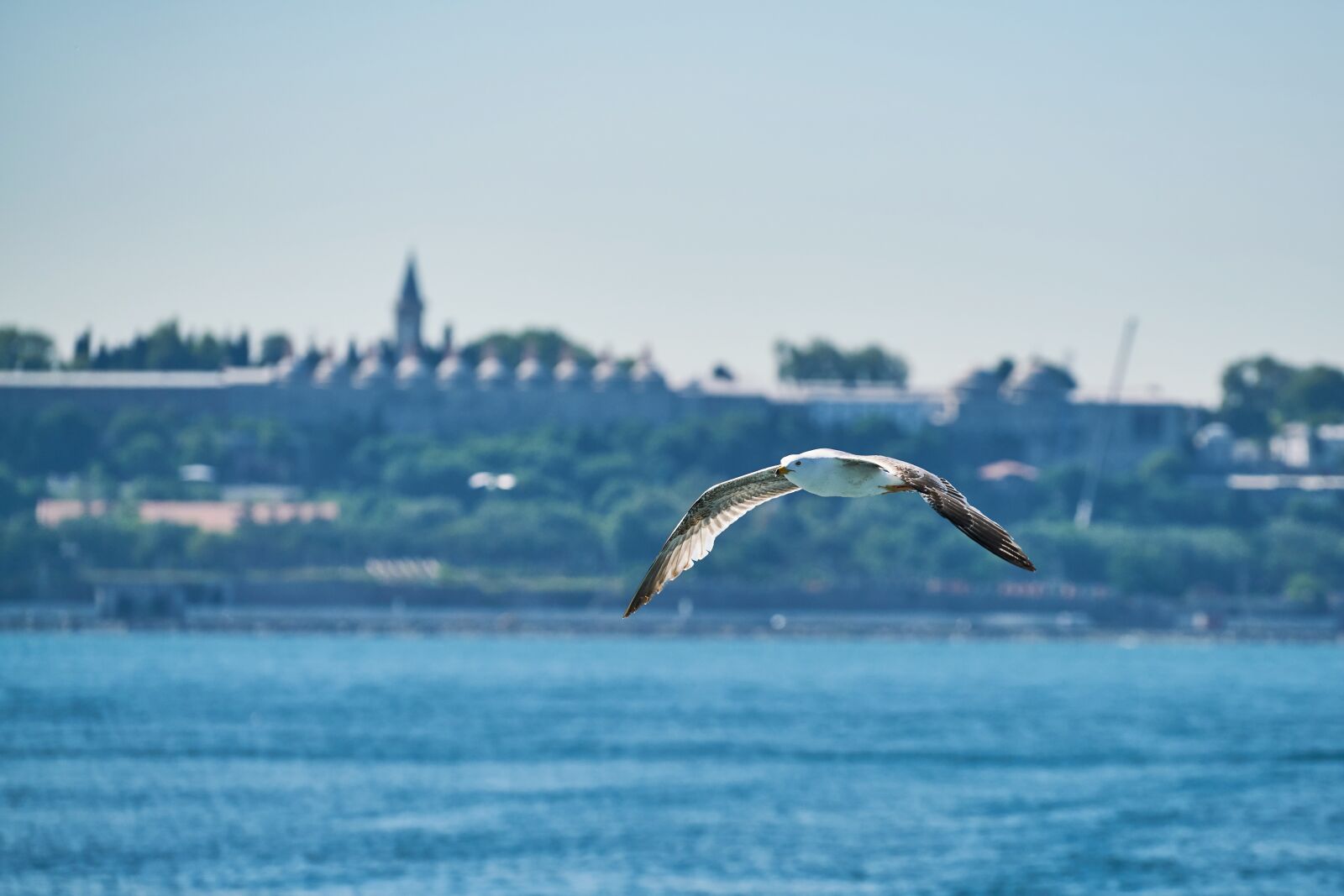 Sony FE 70-200mm F4 G OSS sample photo. March, gulls, bird photography