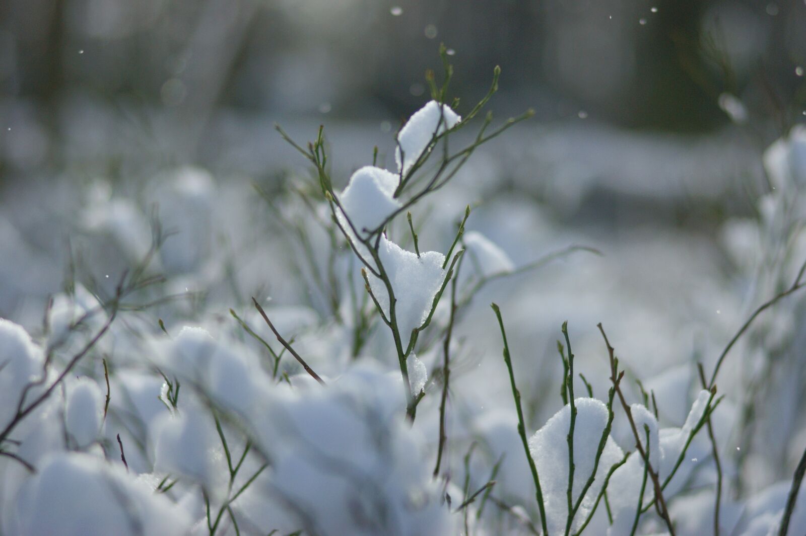 Sony Alpha DSLR-A290 sample photo. Snow, forest, fleece photography