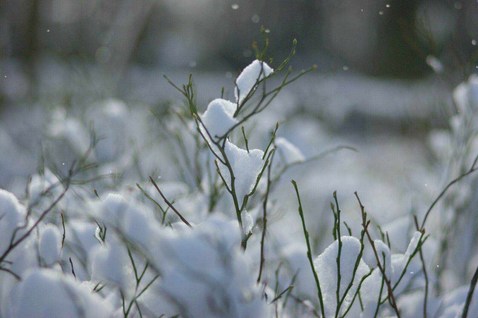Sony Alpha DSLR-A290 sample photo. Snow, forest, fleece photography