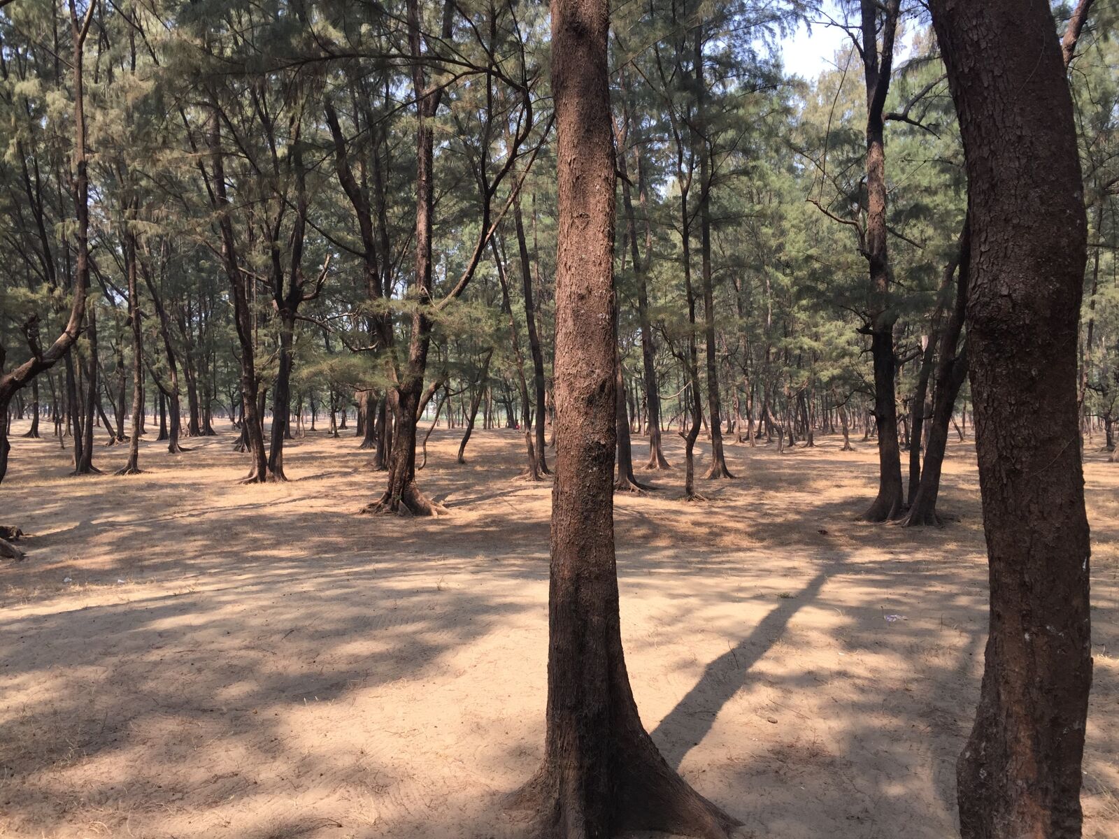 Apple iPhone 6 sample photo. Cox's bazar, beach, sunset photography