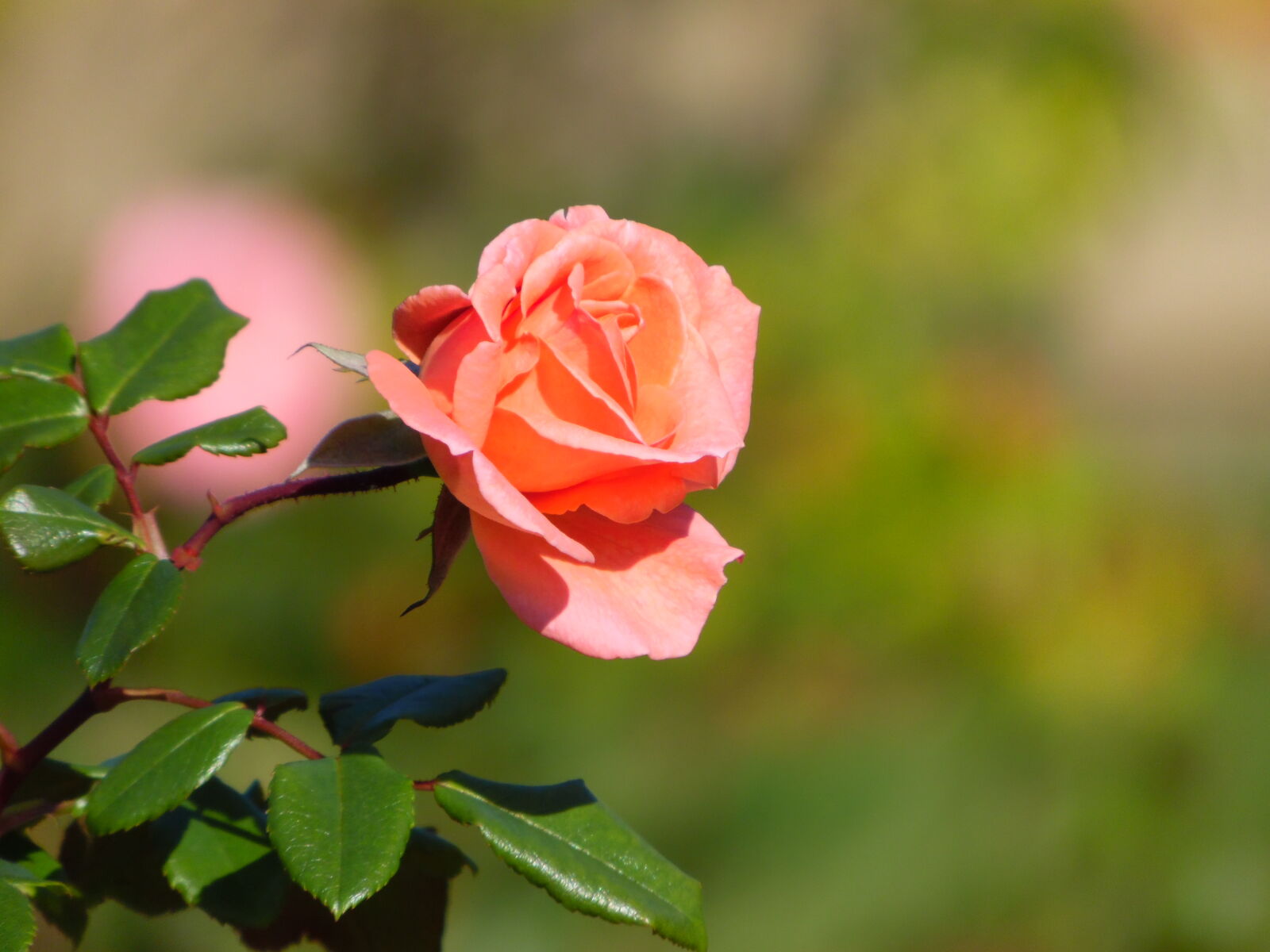 Samsung WB1100F/WB1101F/WB1102F sample photo