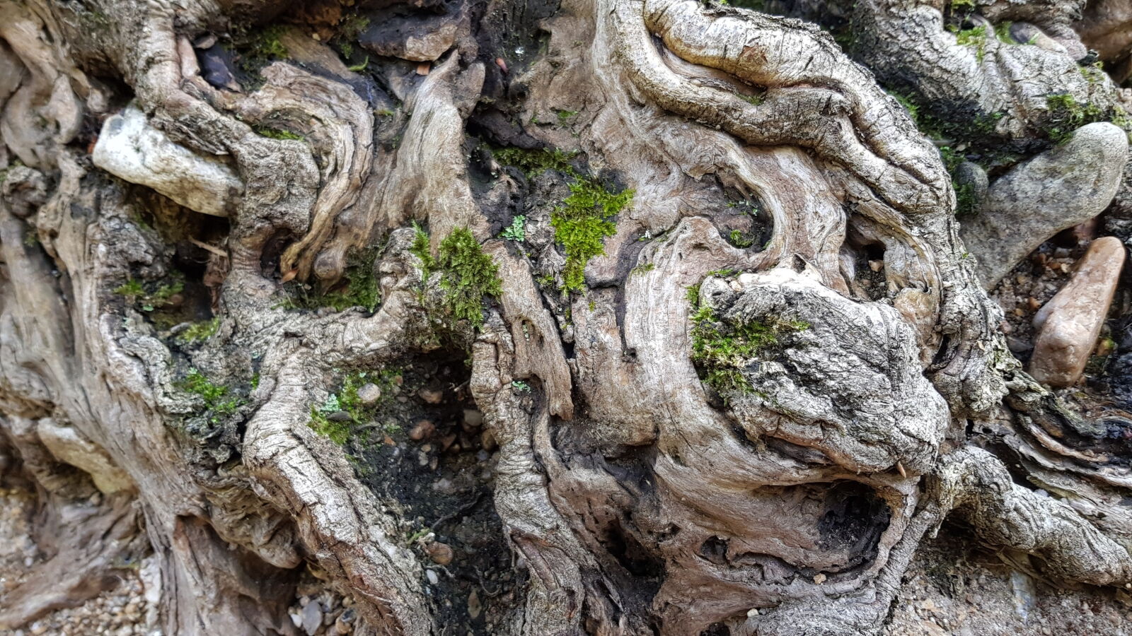 Samsung Galaxy S8 sample photo. Galicia, moss, nature, original photography