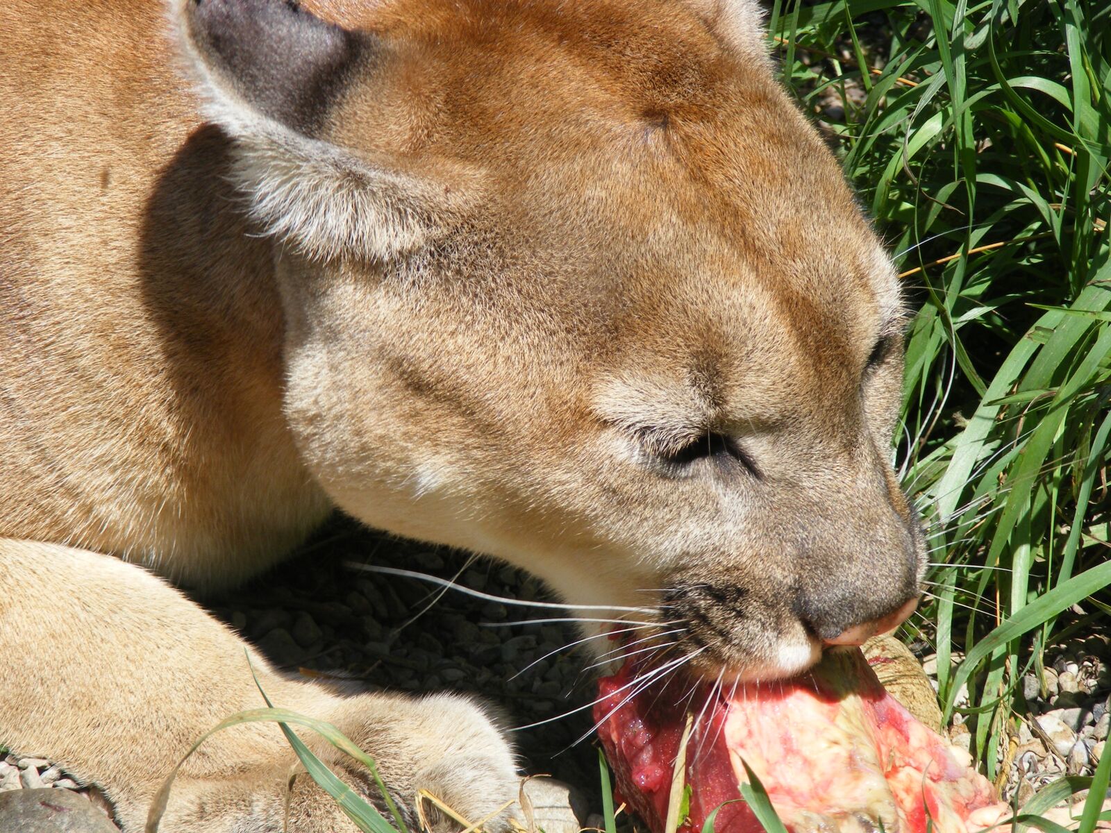 Fujifilm FinePix S5800 S800 sample photo. Feline, cougar, wildlife photography