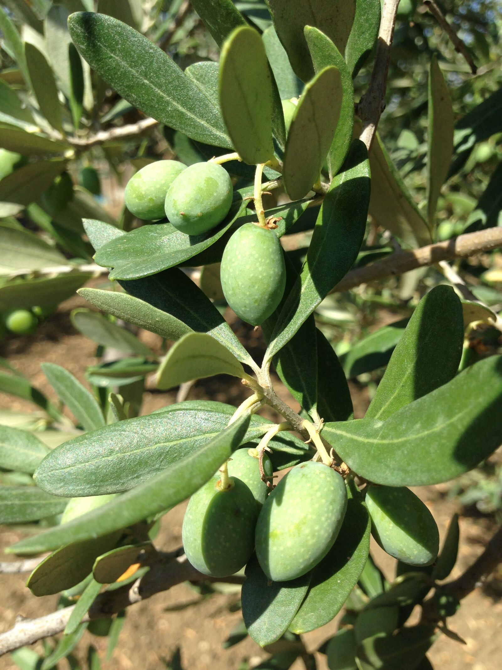 iPhone 5 back camera 4.12mm f/2.4 sample photo. Olives, olive tree, sicily photography