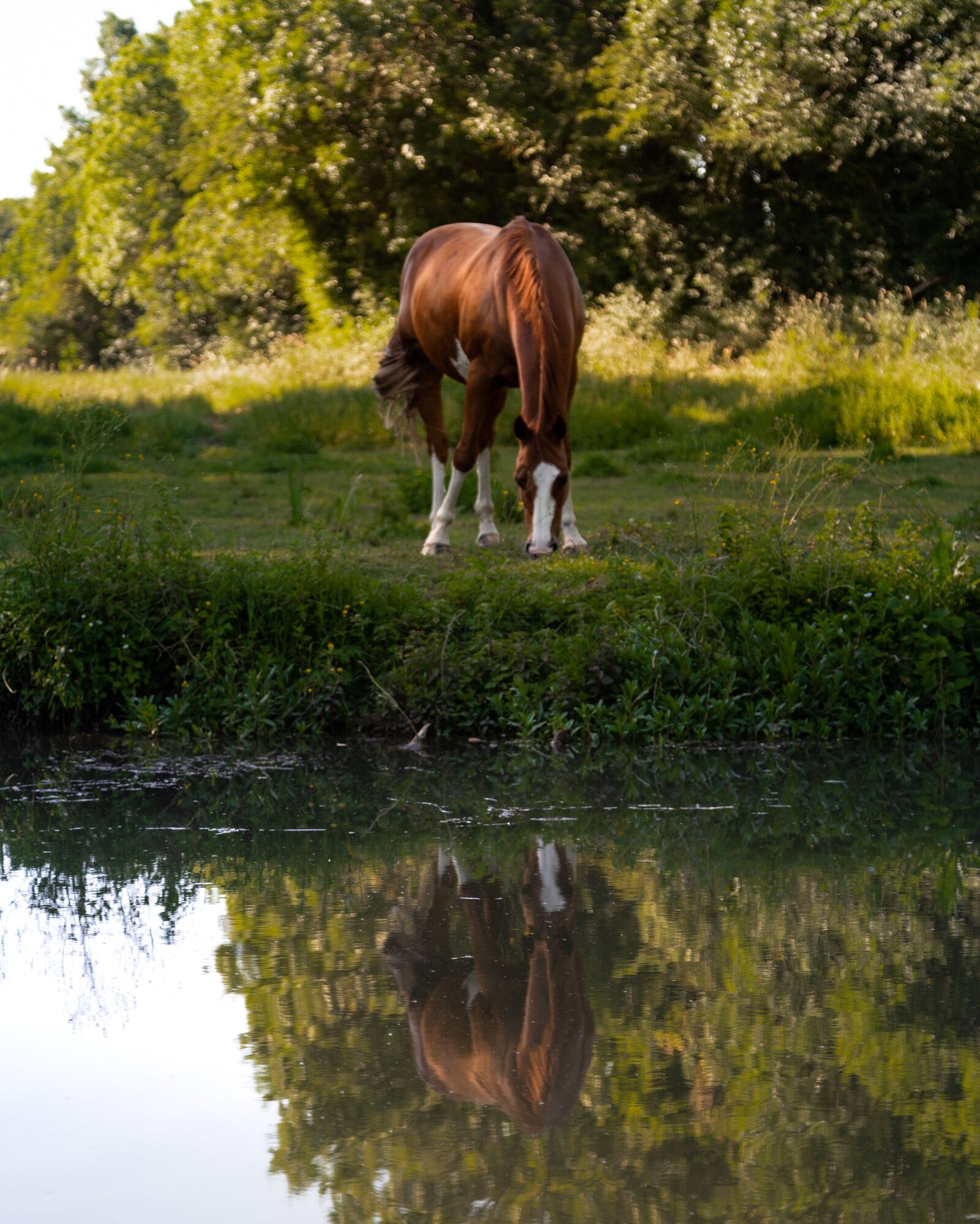 Canon EOS 6D Mark II + Canon EF 24-105mm F4L IS USM sample photo. Horse, animal, water photography