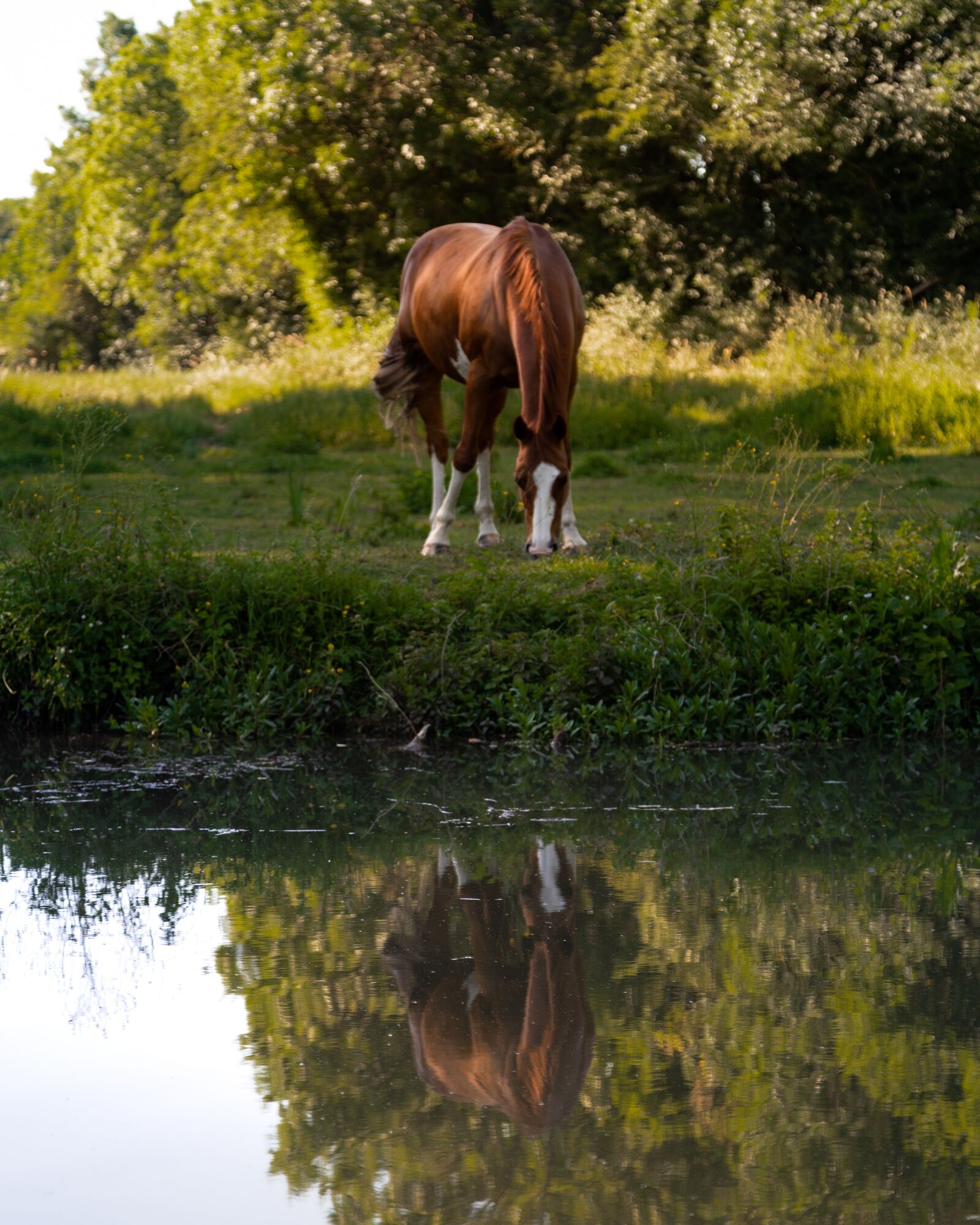 Canon EOS 6D Mark II sample photo. Horse, animal, water photography
