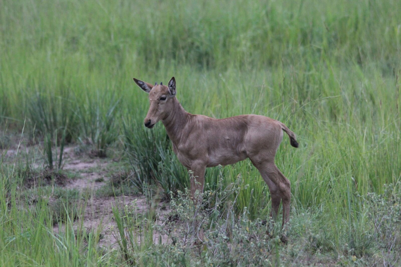 Canon EOS 60D sample photo. Jackson's, hartebeest, young photography
