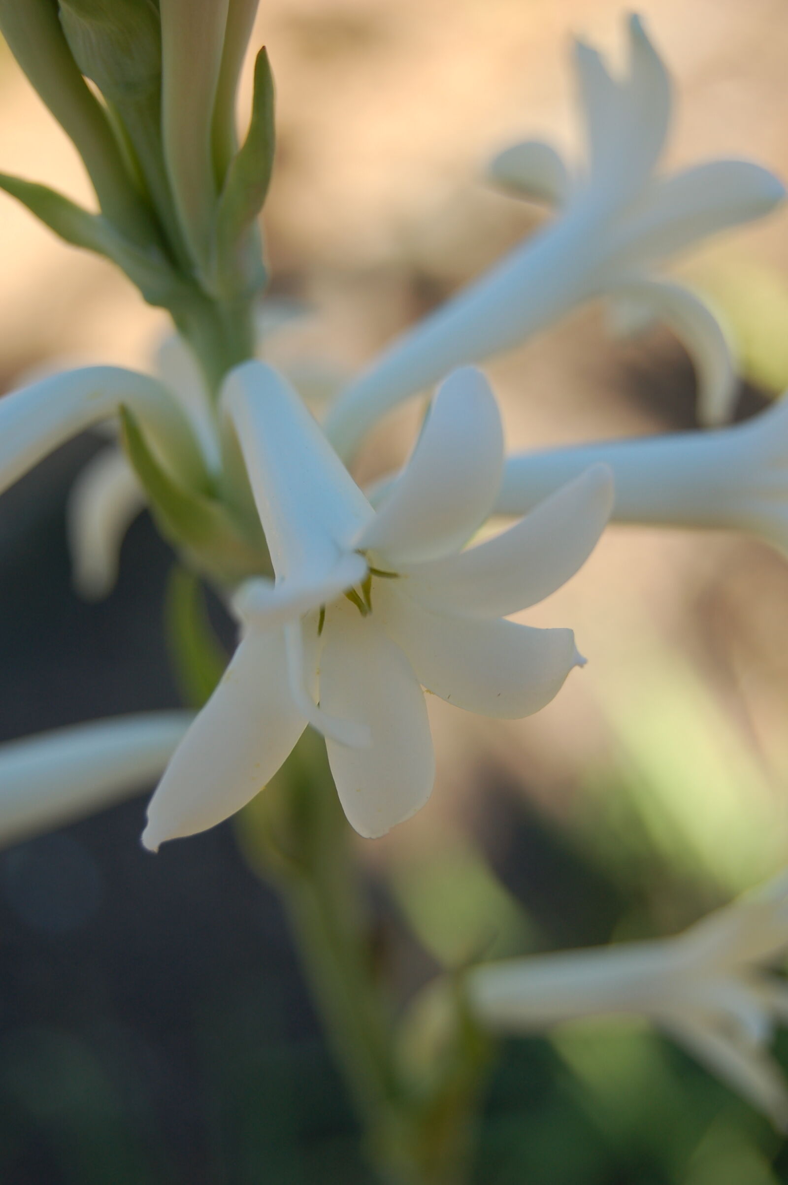 Nikon D50 sample photo. Flower, garden, white, flower photography