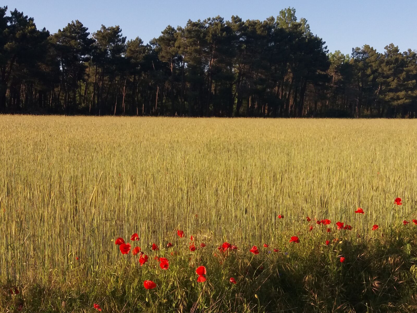 Samsung Galaxy J5(2016) sample photo. Wheat, field, landscape photography