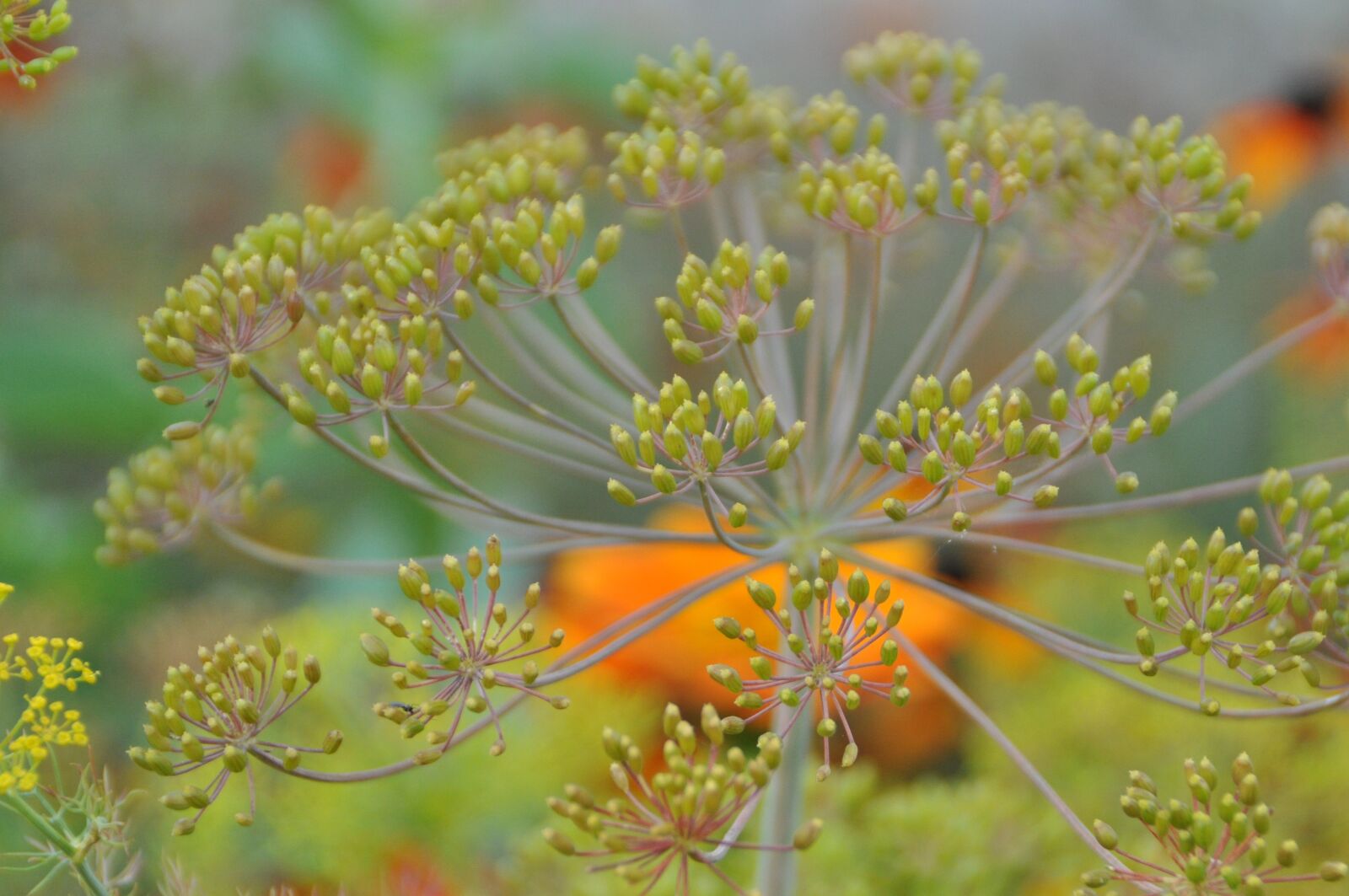 Nikon D5000 sample photo. Dill, blossom, bloom photography