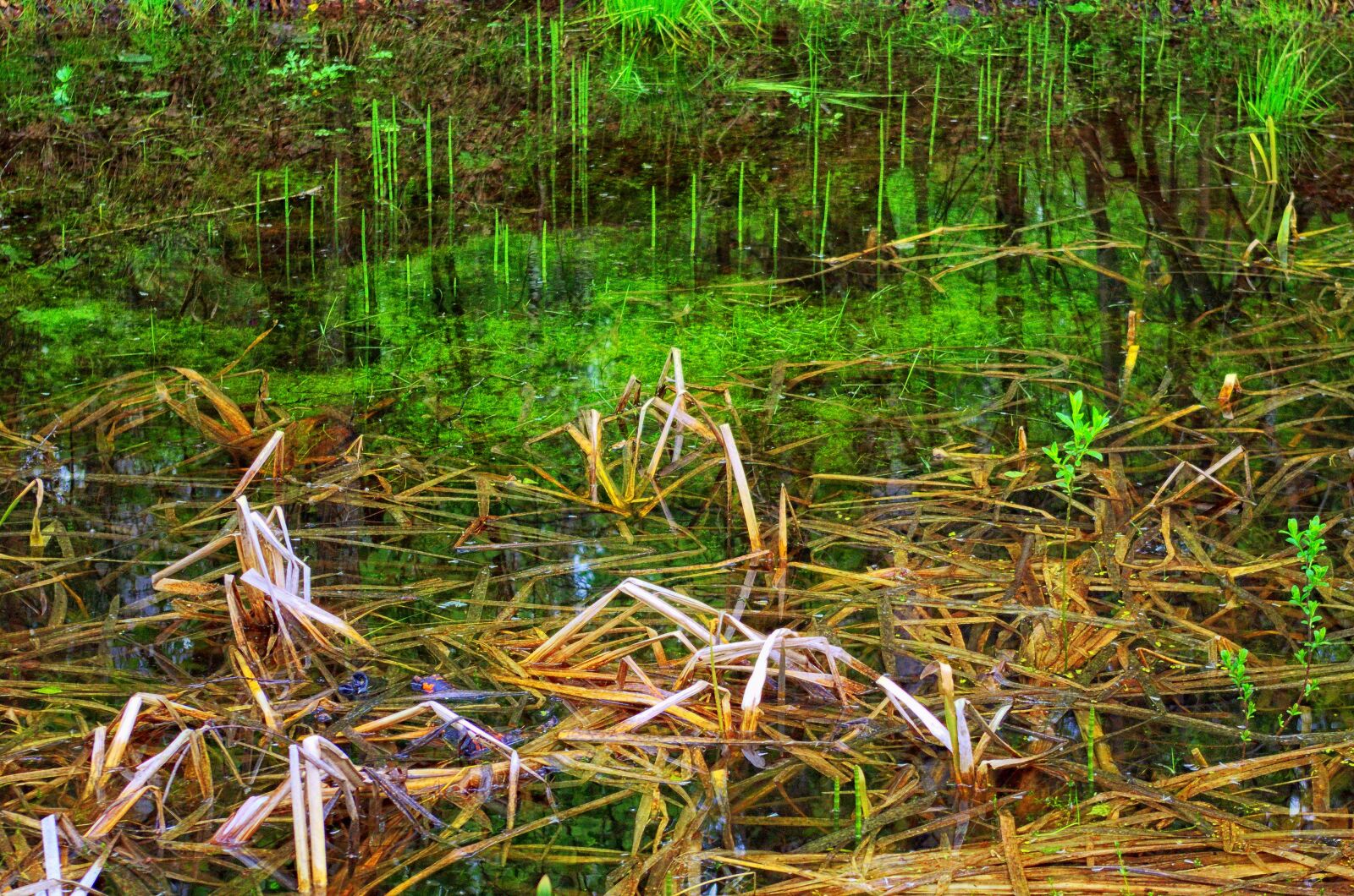 Pentax K-500 sample photo. Spring, reed, swamp photography