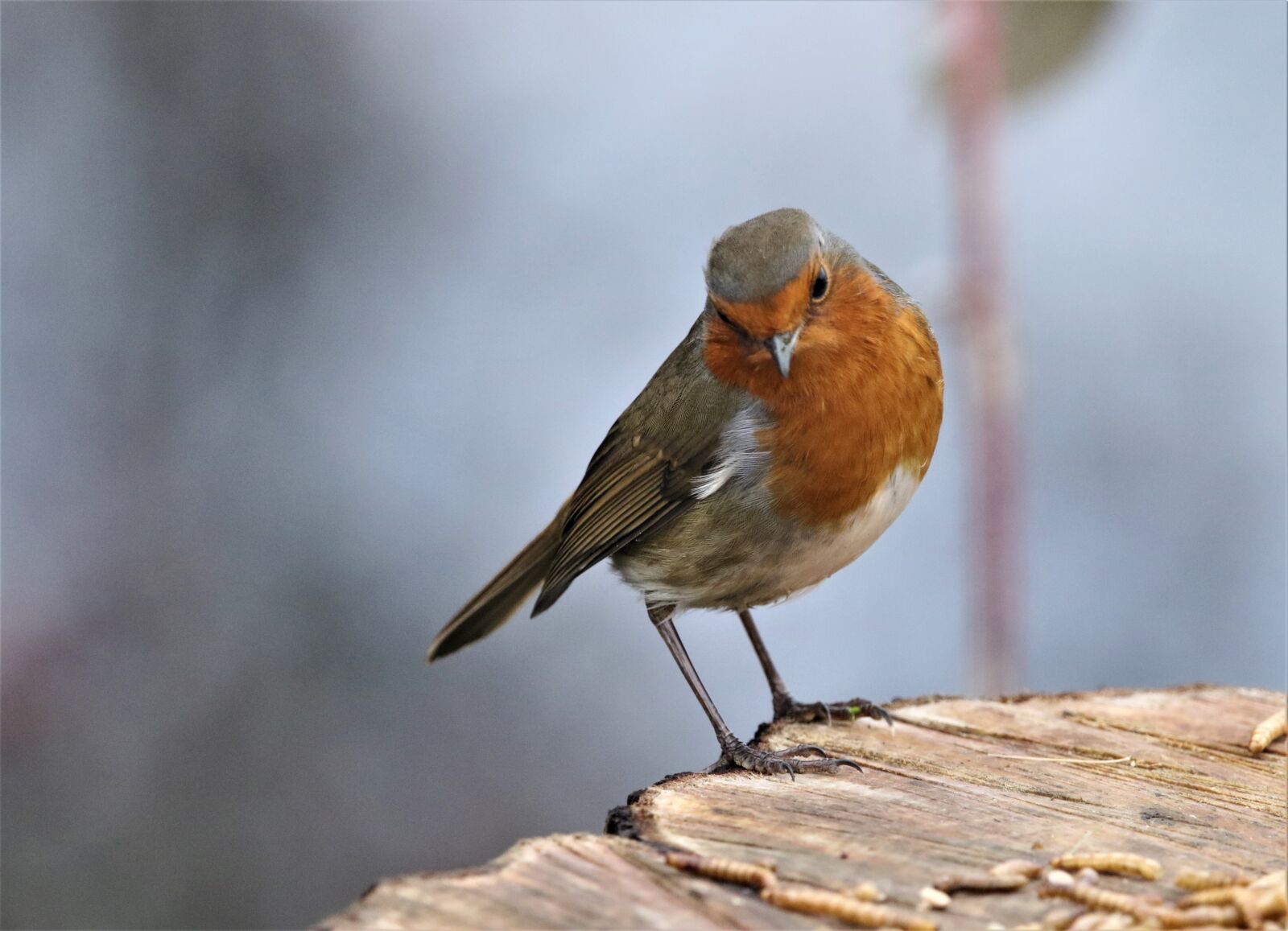 150-600mm F5-6.3 DG OS HSM | Contemporary 015 sample photo. Robin, bird, close up photography