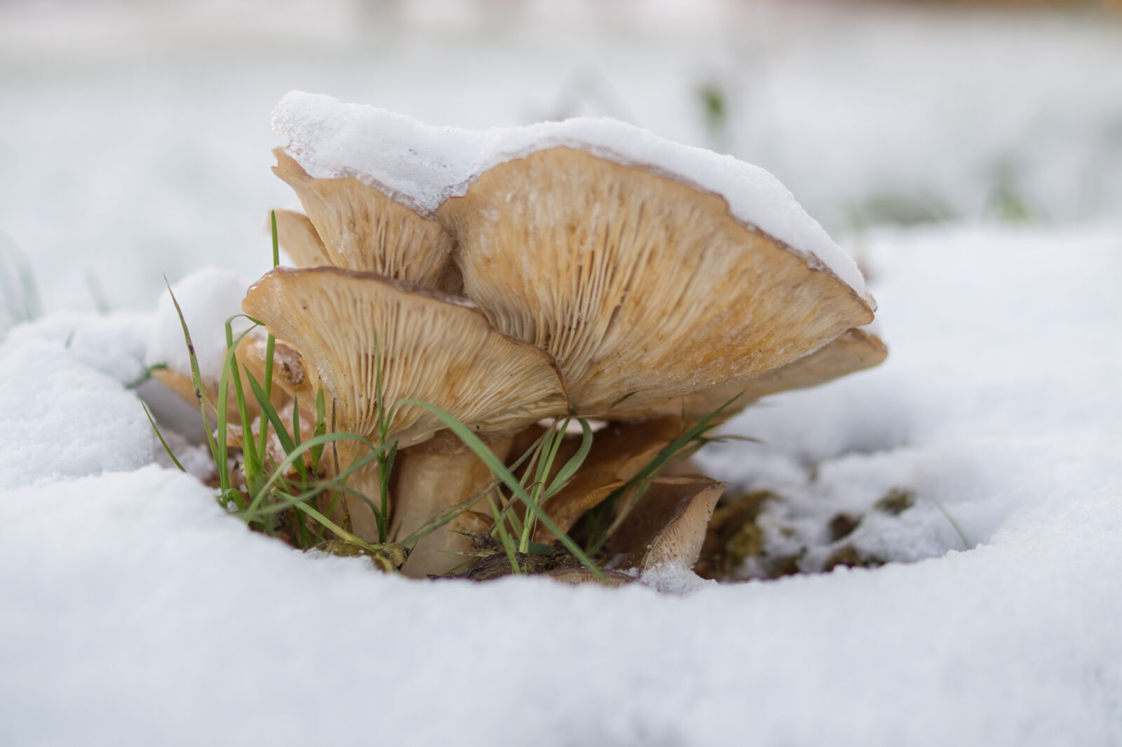 Sony DT 35mm F1.8 SAM sample photo. Brown, mushroom, on, snow photography