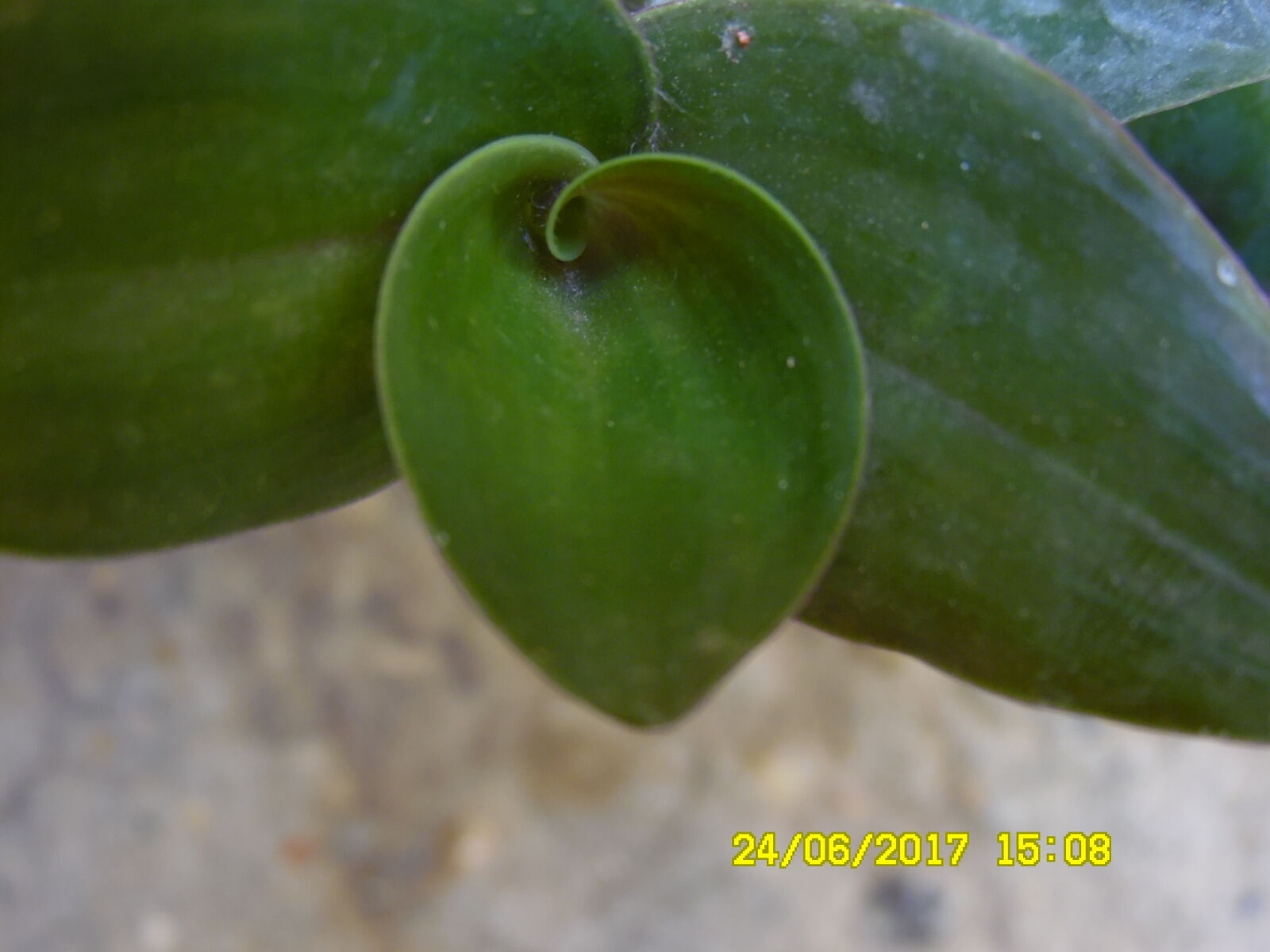 Samsung WB1100F/WB1101F/WB1102F sample photo