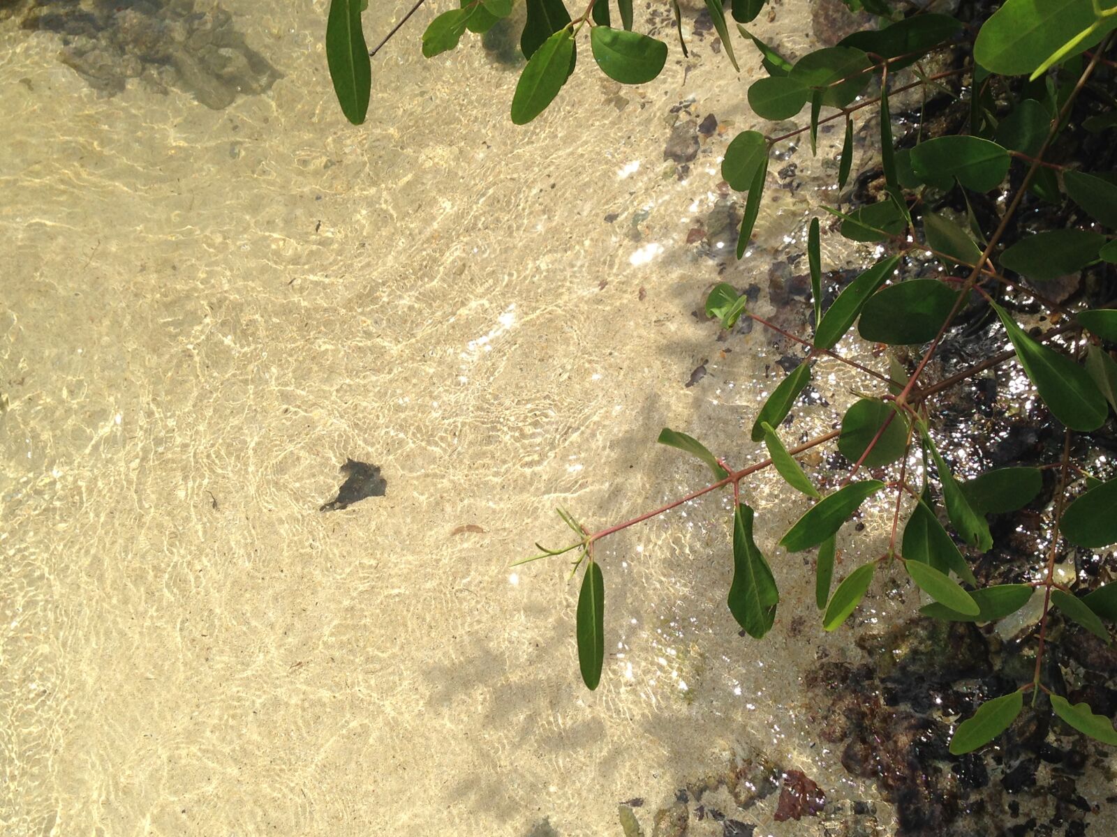iPhone 5 back camera 4.12mm f/2.4 sample photo. Leaves, sea, waters, shallow photography