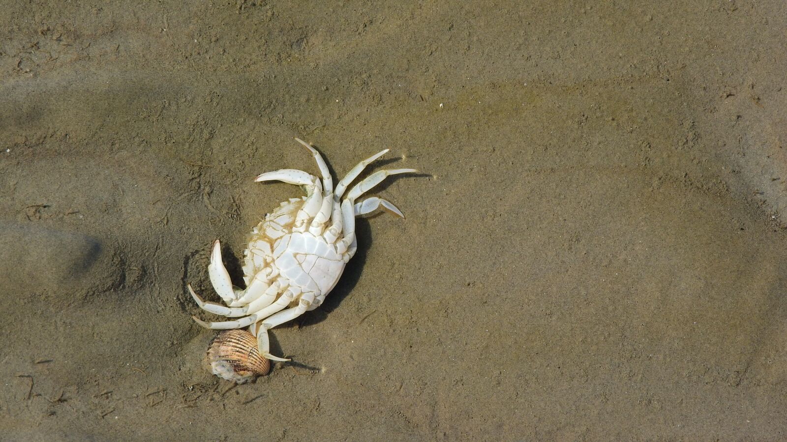 Nikon Coolpix P610 sample photo. Crab, corpse, beach photography