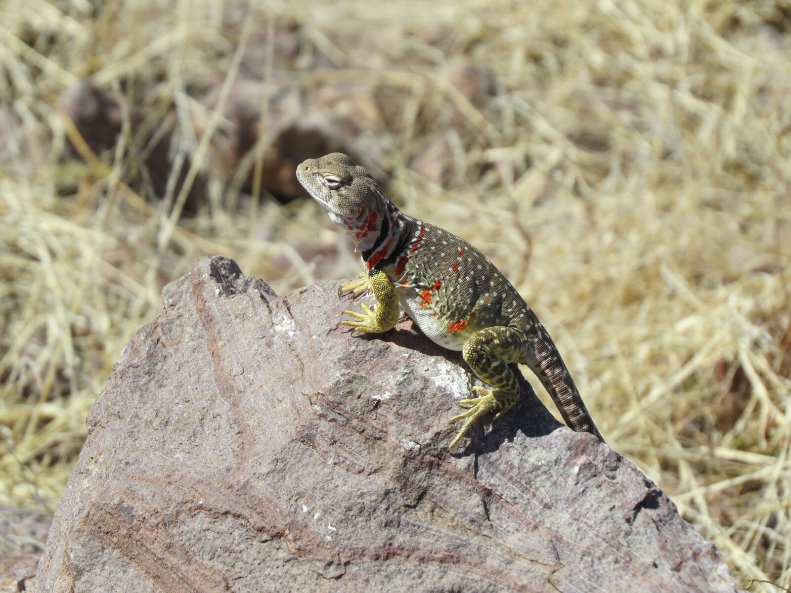 Canon PowerShot SX50 HS sample photo. Lizard, reptile, colorful photography