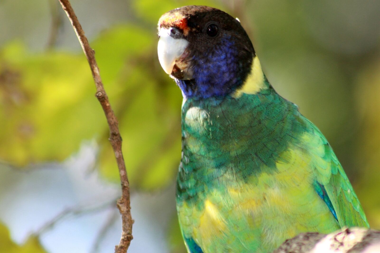 Canon EOS 1000D (EOS Digital Rebel XS / EOS Kiss F) sample photo. Australian ringneck parrot, twenty photography