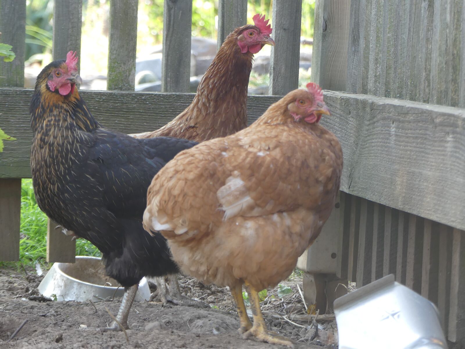 Panasonic Lumix DMC-FZ300 sample photo. Chickens, brown, poultry photography