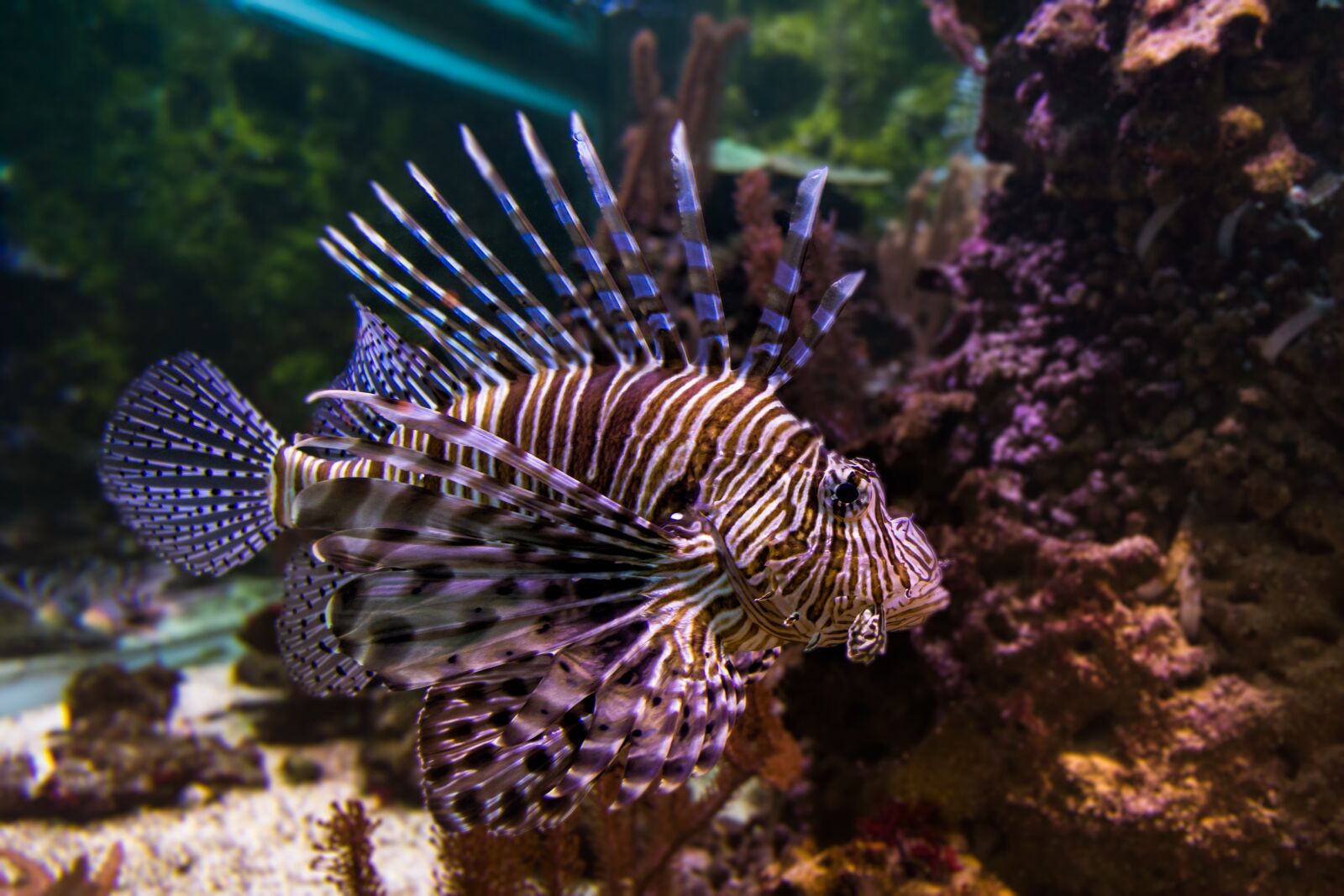 Canon EOS 80D sample photo. Immersed, tropical, coral photography